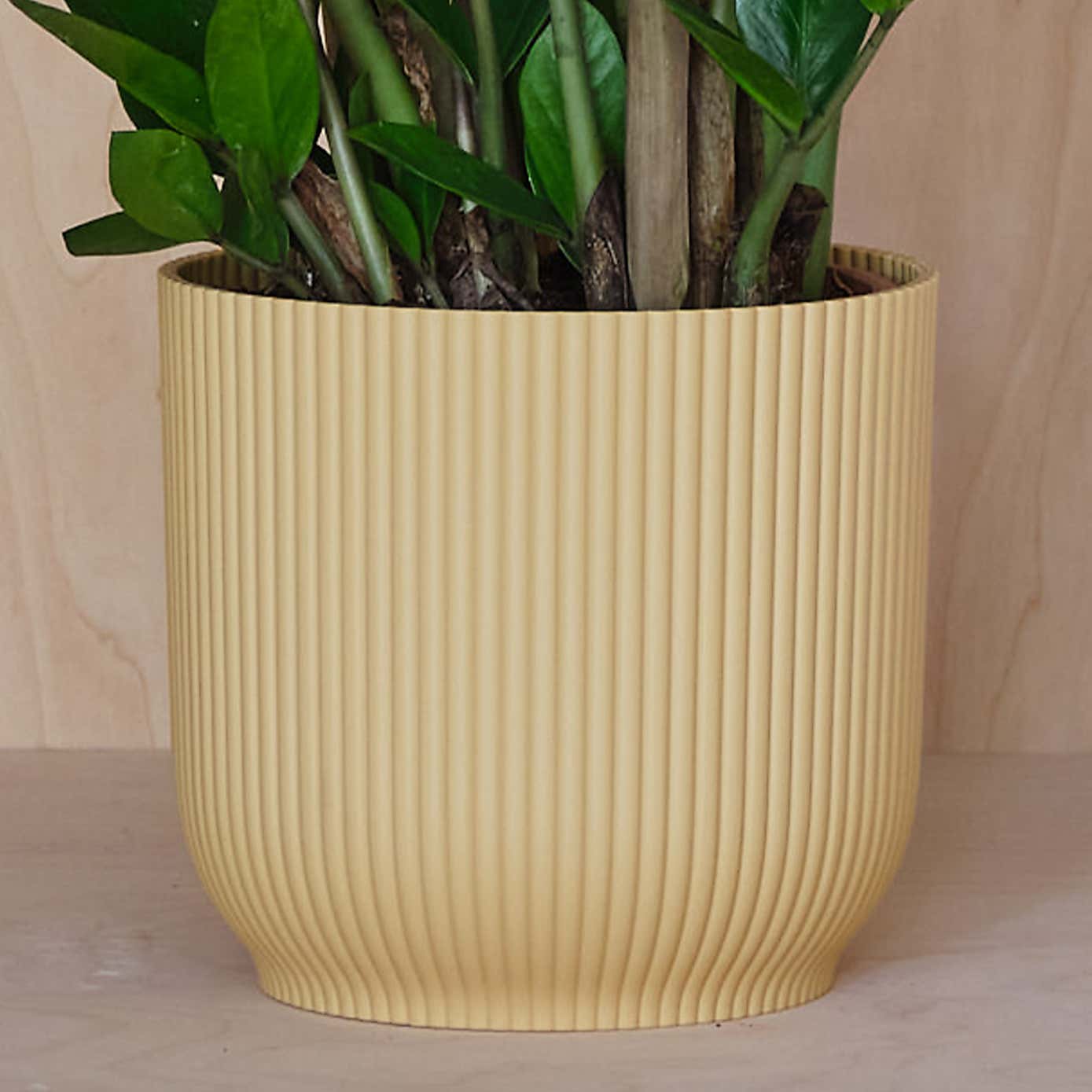 ZZ House Plant in Elho Pot