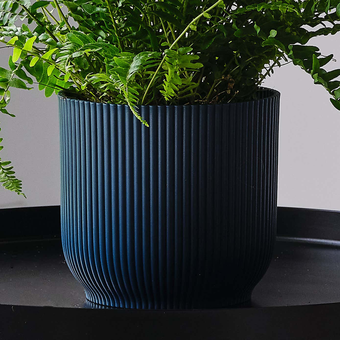 Boston Fern House Plant in Elho Pot