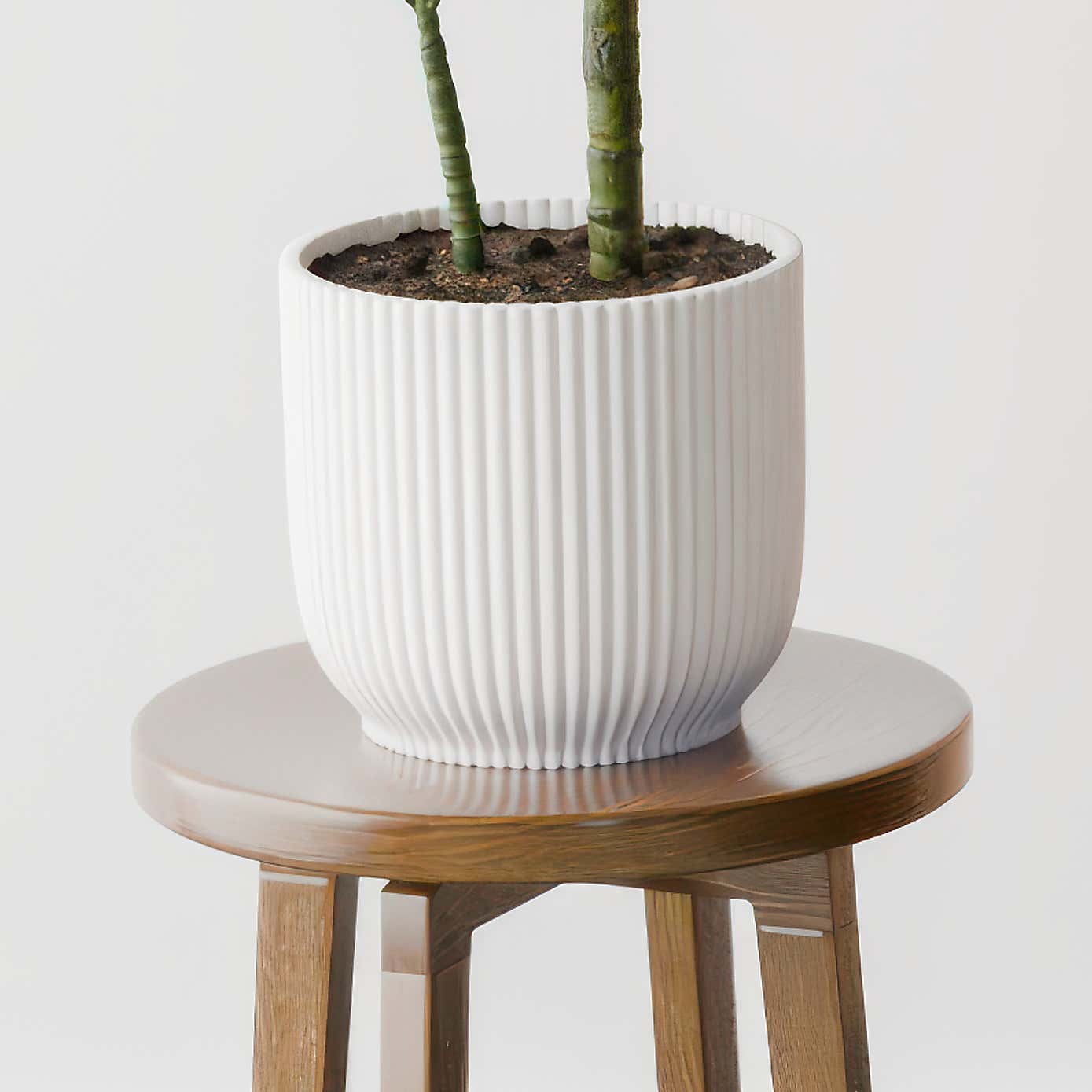 Beards & Daisies Dracaena Steudneri House Plant in Elho Pot