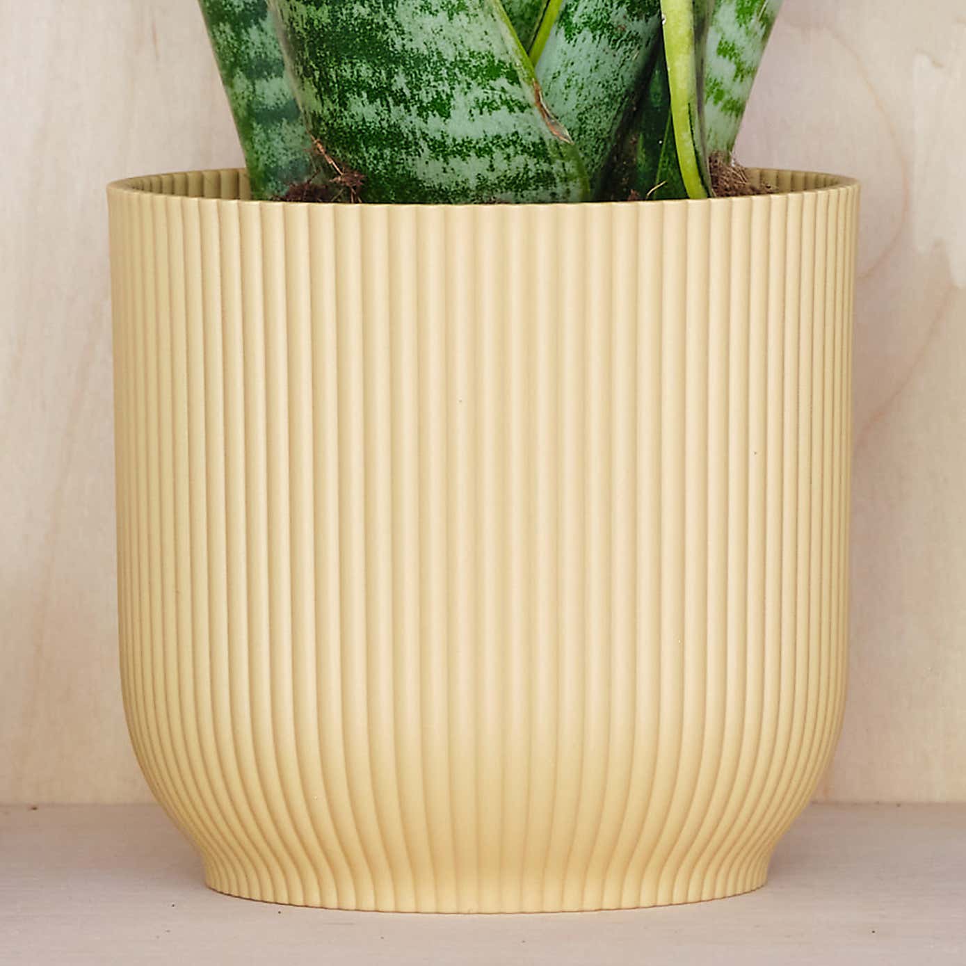 Beards & Daisies Snake Plant House Plant in Vibes Pot