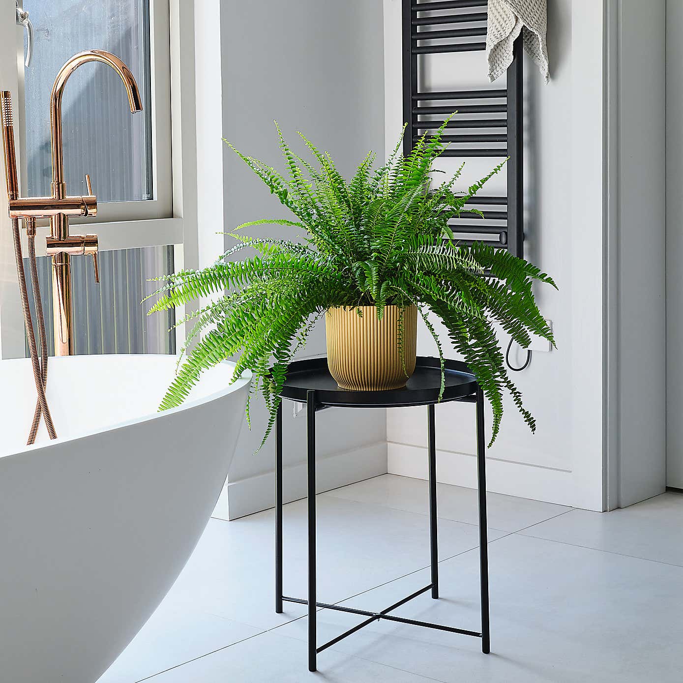 Boston Fern House Plant in Elho Pot