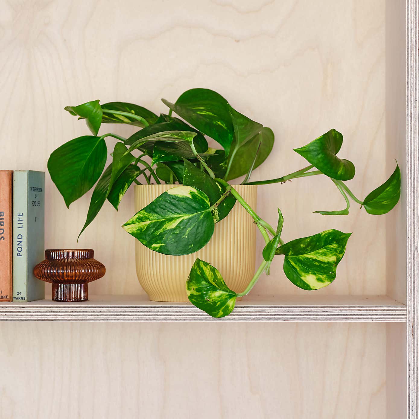 Devil's Ivy House Plant in Elho Pot