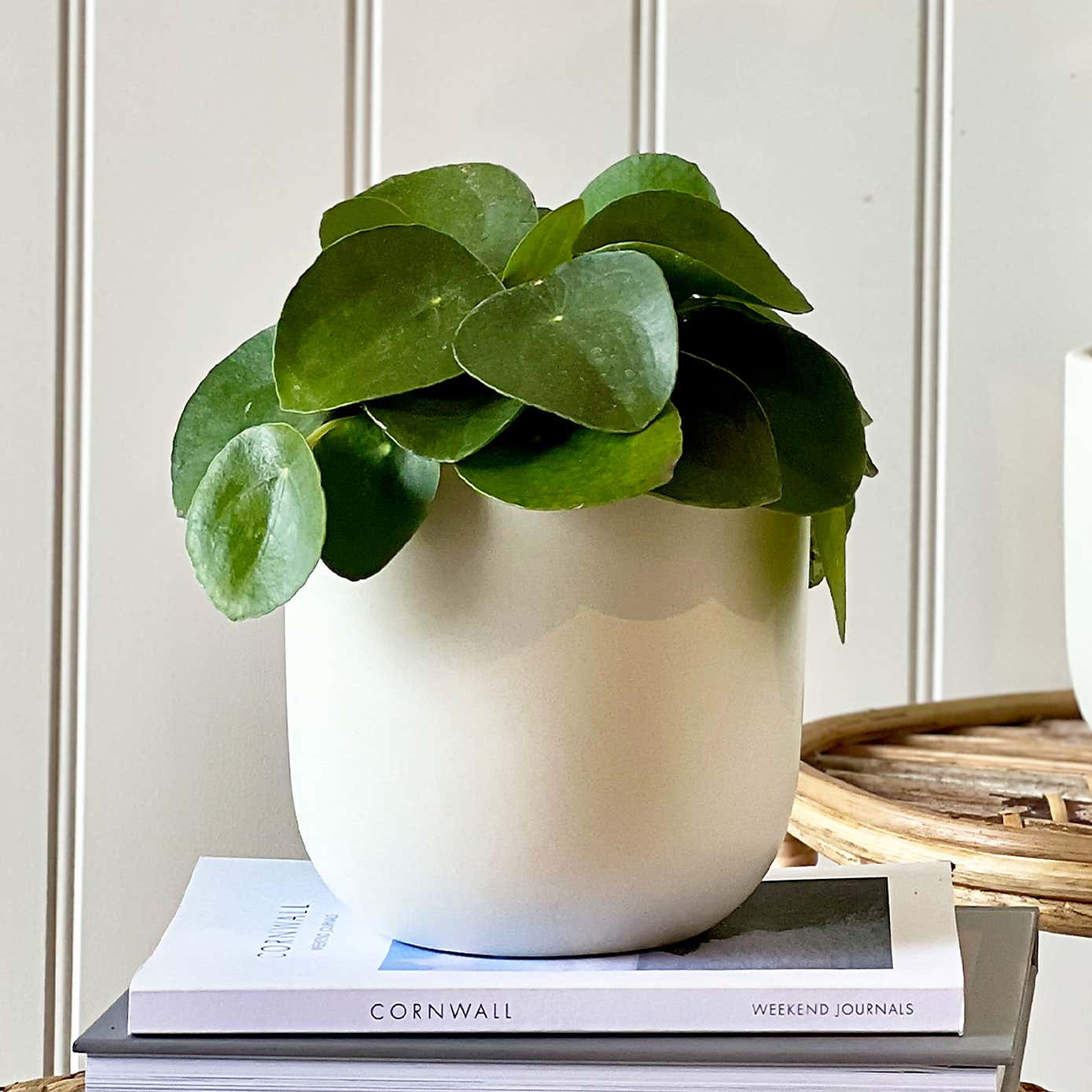 Good Fortune Potted House Plant Bundle