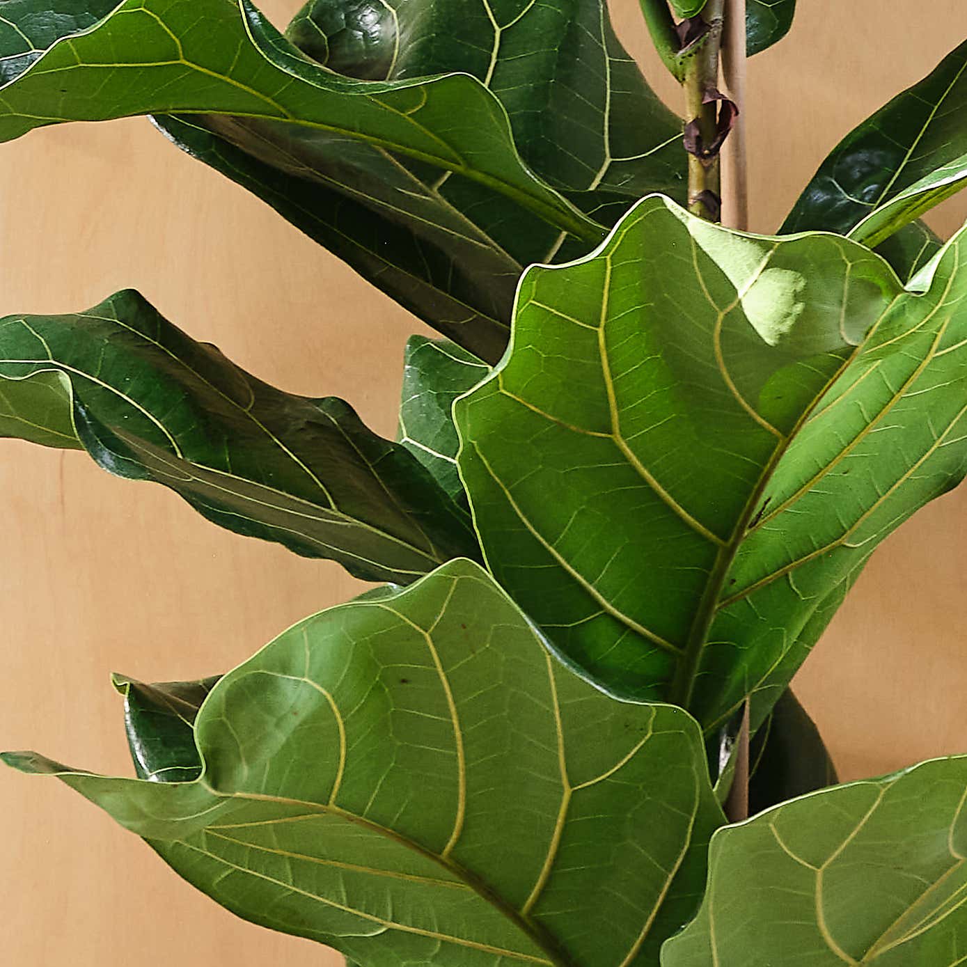Fiddle Leaf Fig House Plant in Capri Pot