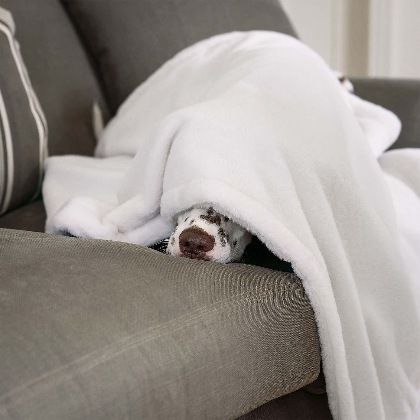 Lords and Labradors Faux Fur Pet Blanket