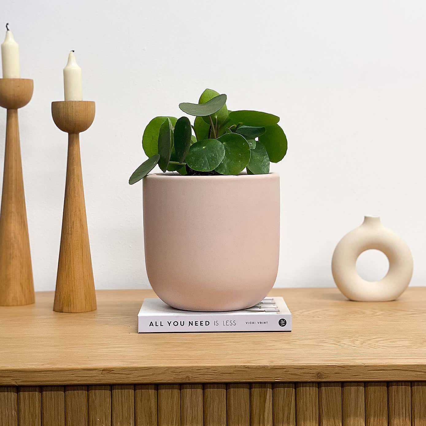 Chinese Money House Plant in Earthenware Pot