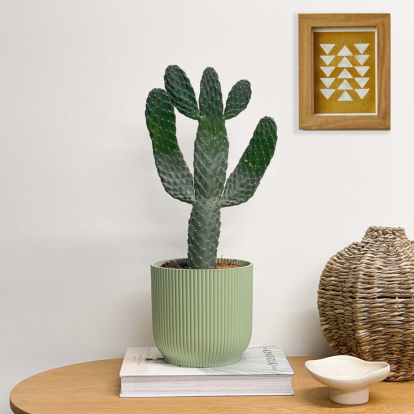Cowboy Cactus House Plant in Elho Pot