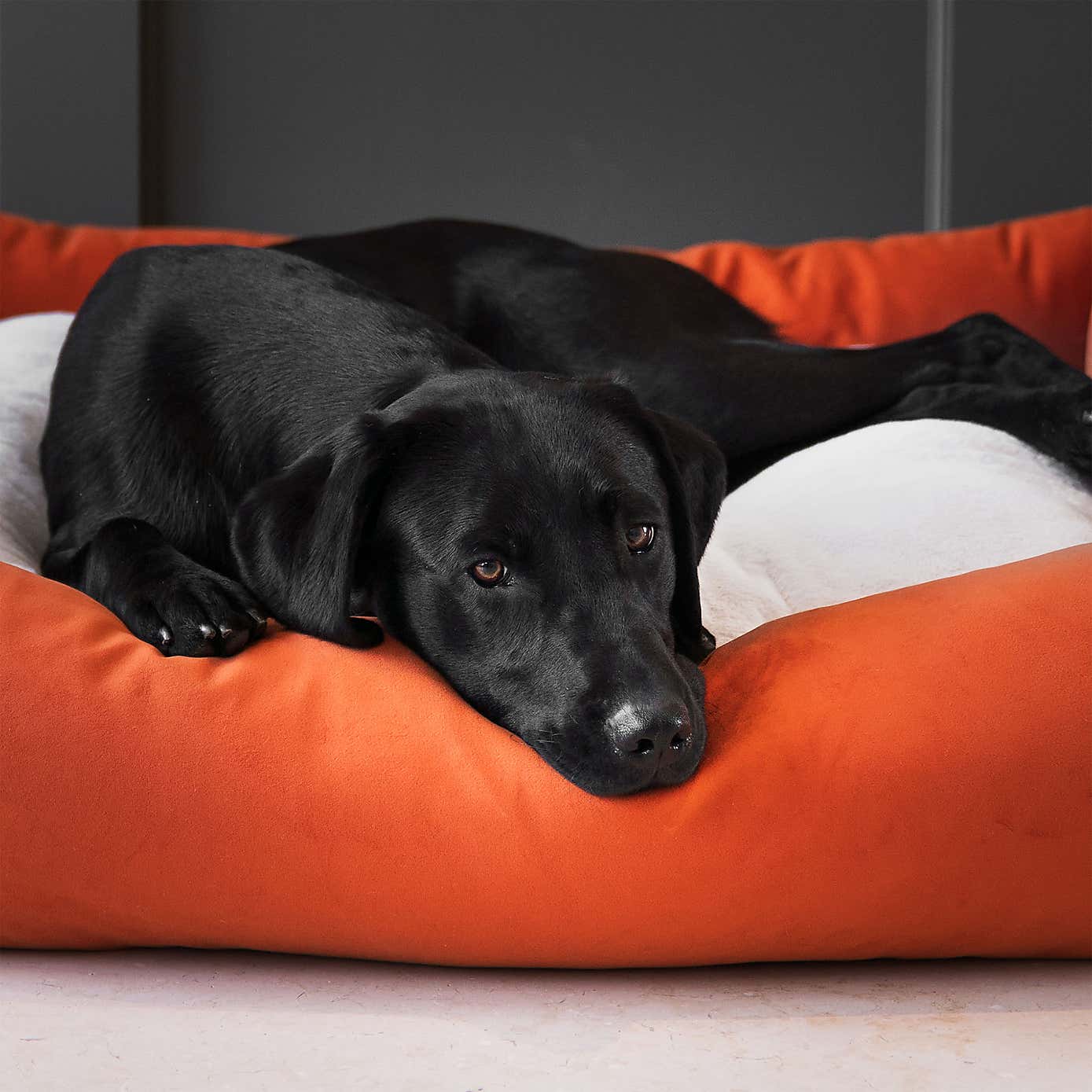 Lords and Labradors Velvet Box Dog Bed