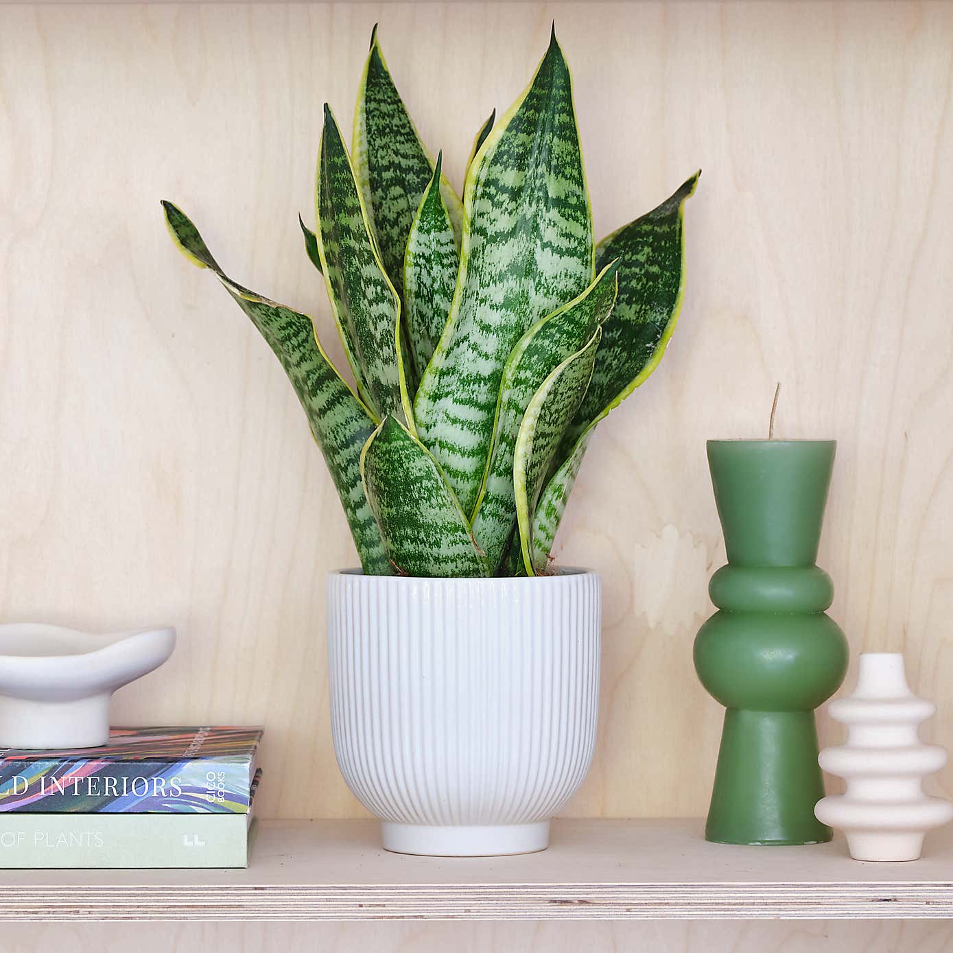 Snake House Plant in Ribbed Pot