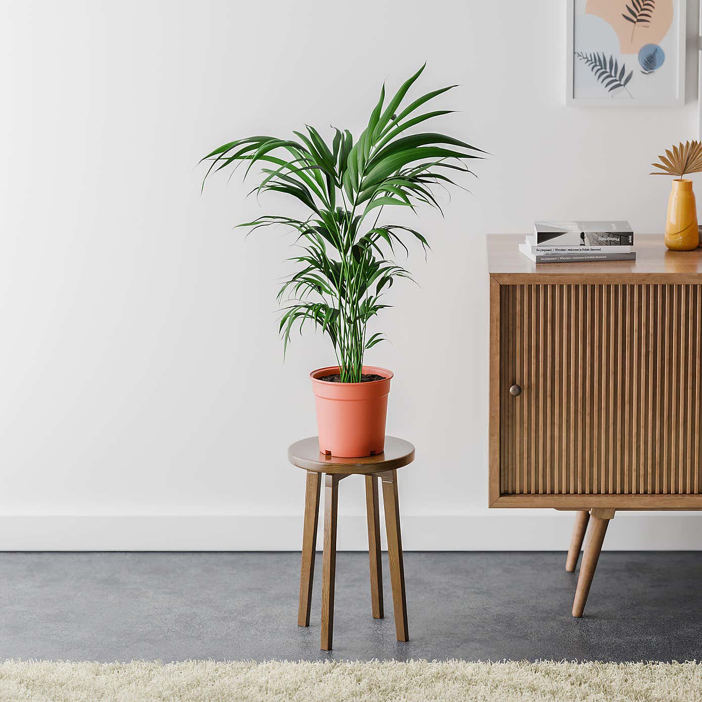 Kentia Palm House Plant