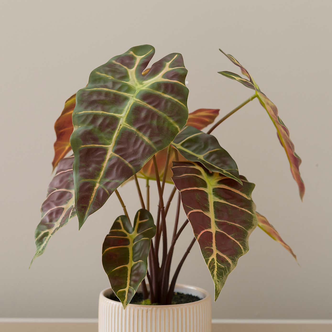 Artificial Alocasia in Ribbed Cream Ceramic Plant Pot