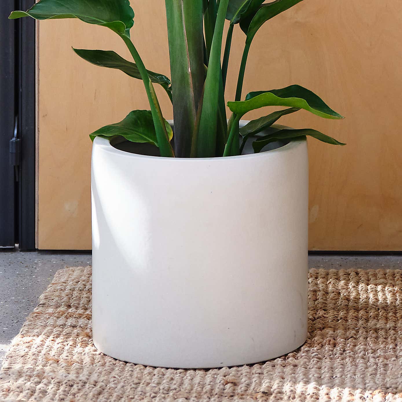 Bird Of Paradise House Plant in Earthenware Pot