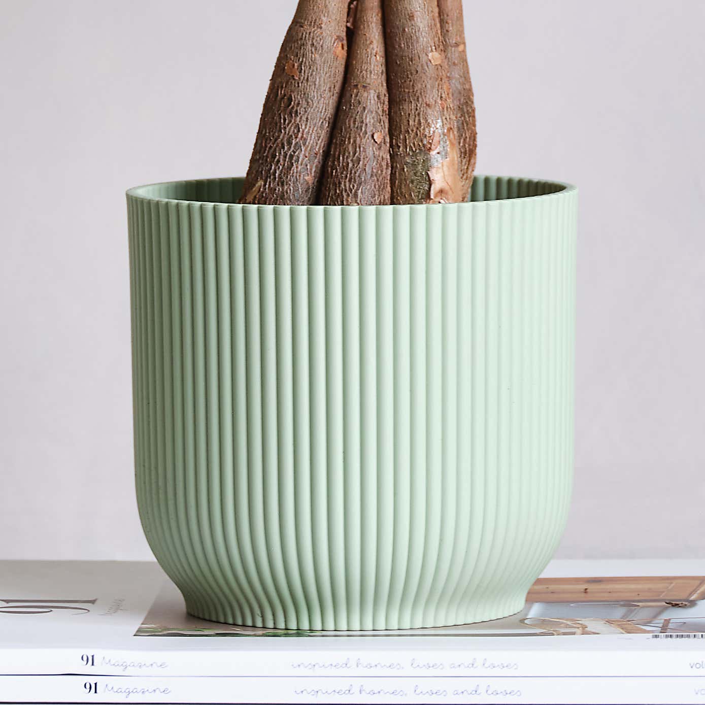 Money Tree House Plant in Elho Pot