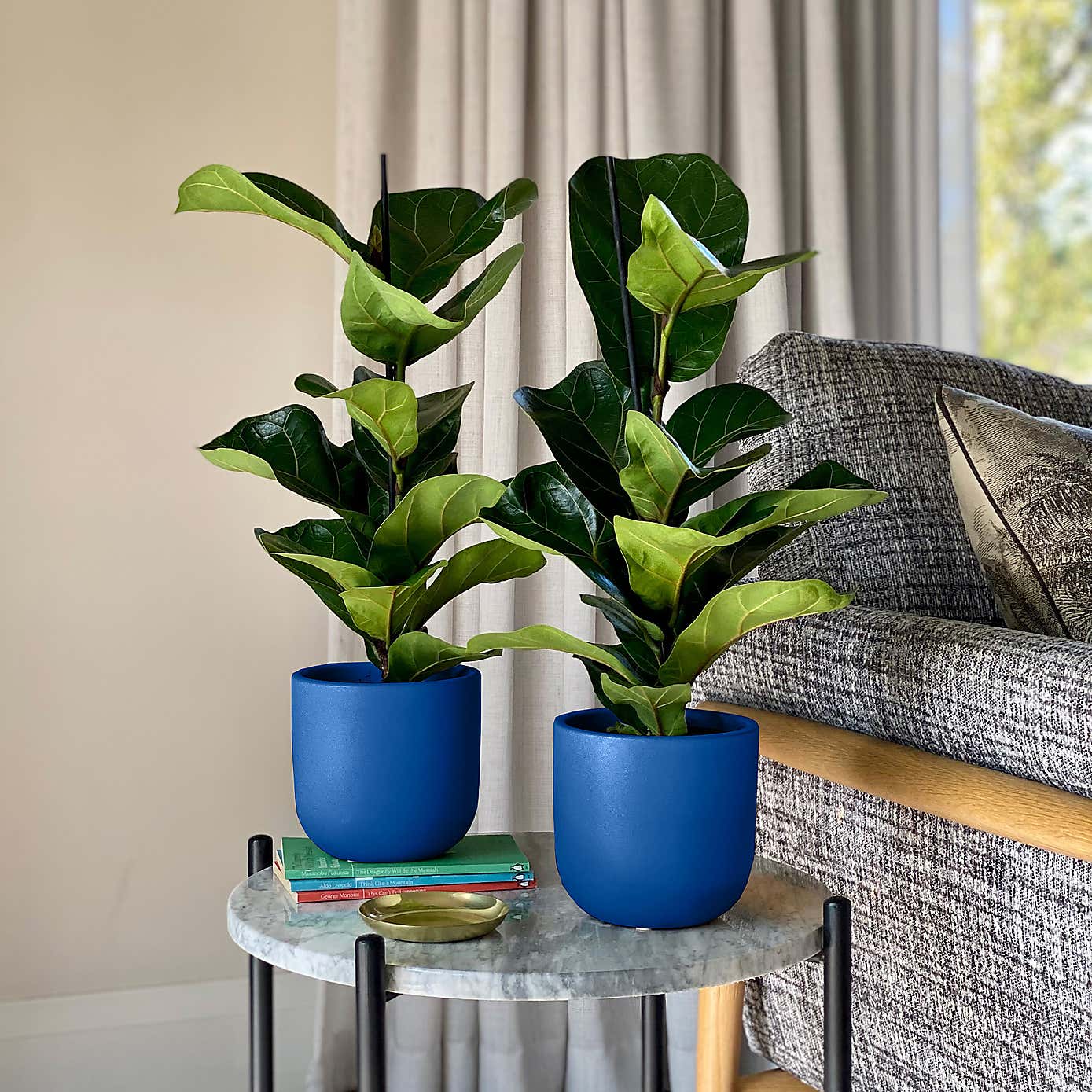 Fiddle Leaf Fig Potted House Plant Bundle