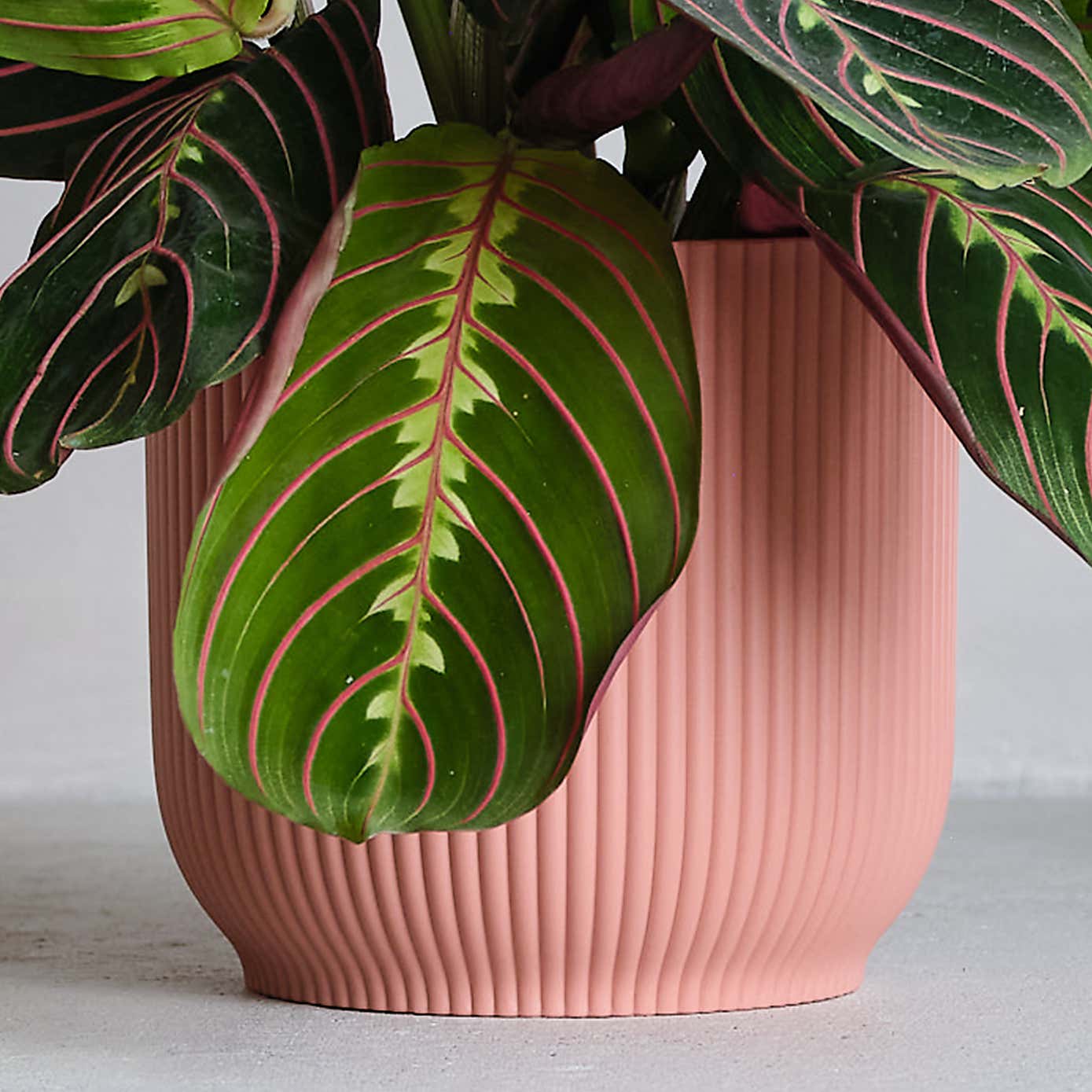 Prayer House Plant in Elho Pot