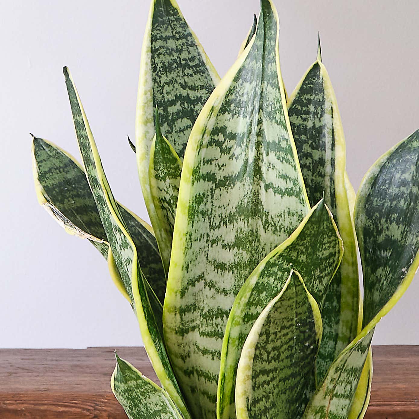 Unkillable Potted House Plant Bundle