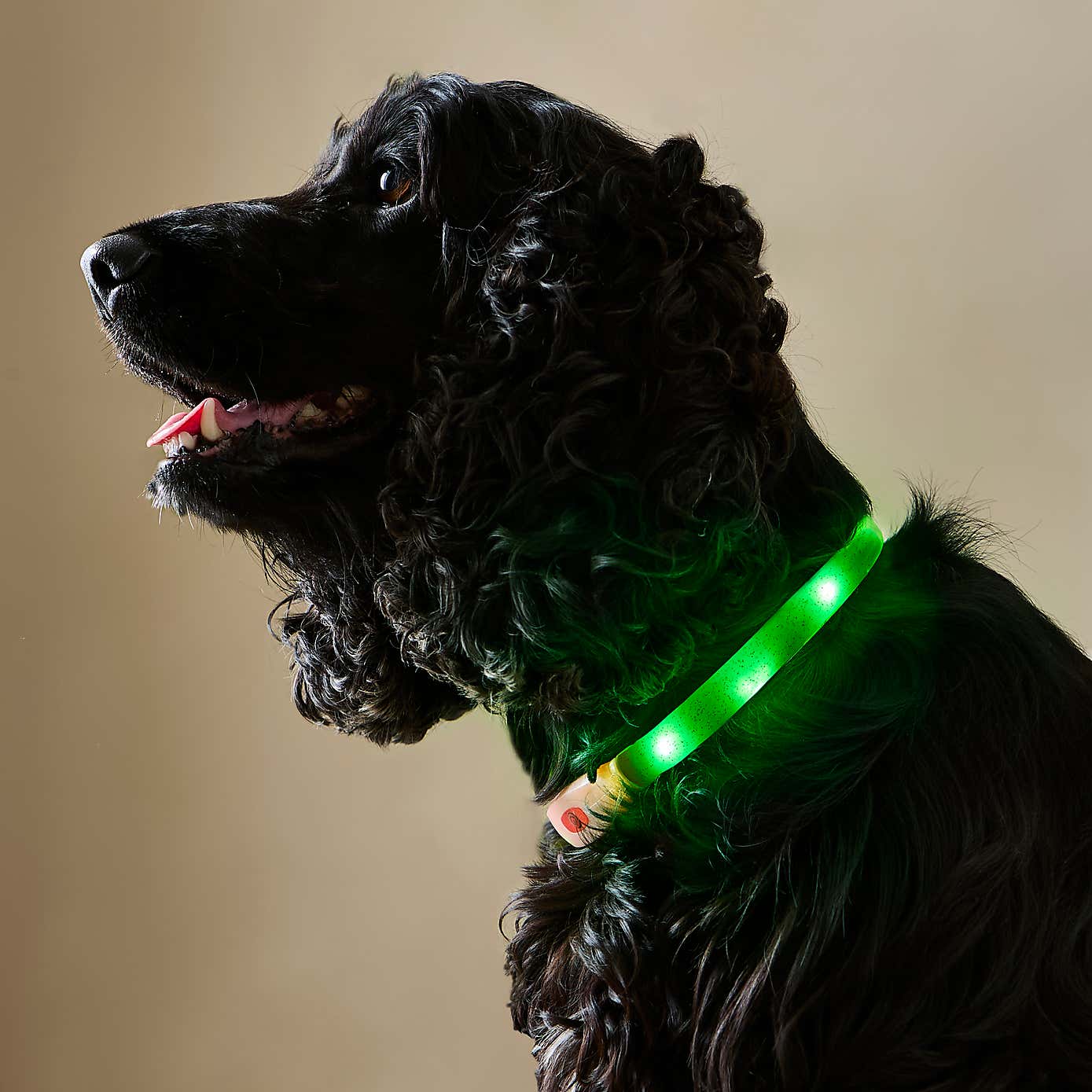 Crufts LED Adjustable Collar