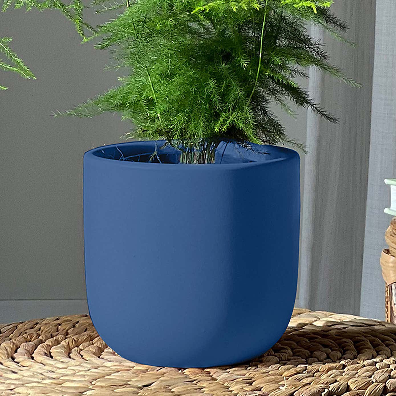 Asparagus & Boston Fern Potted House Plant Bundle