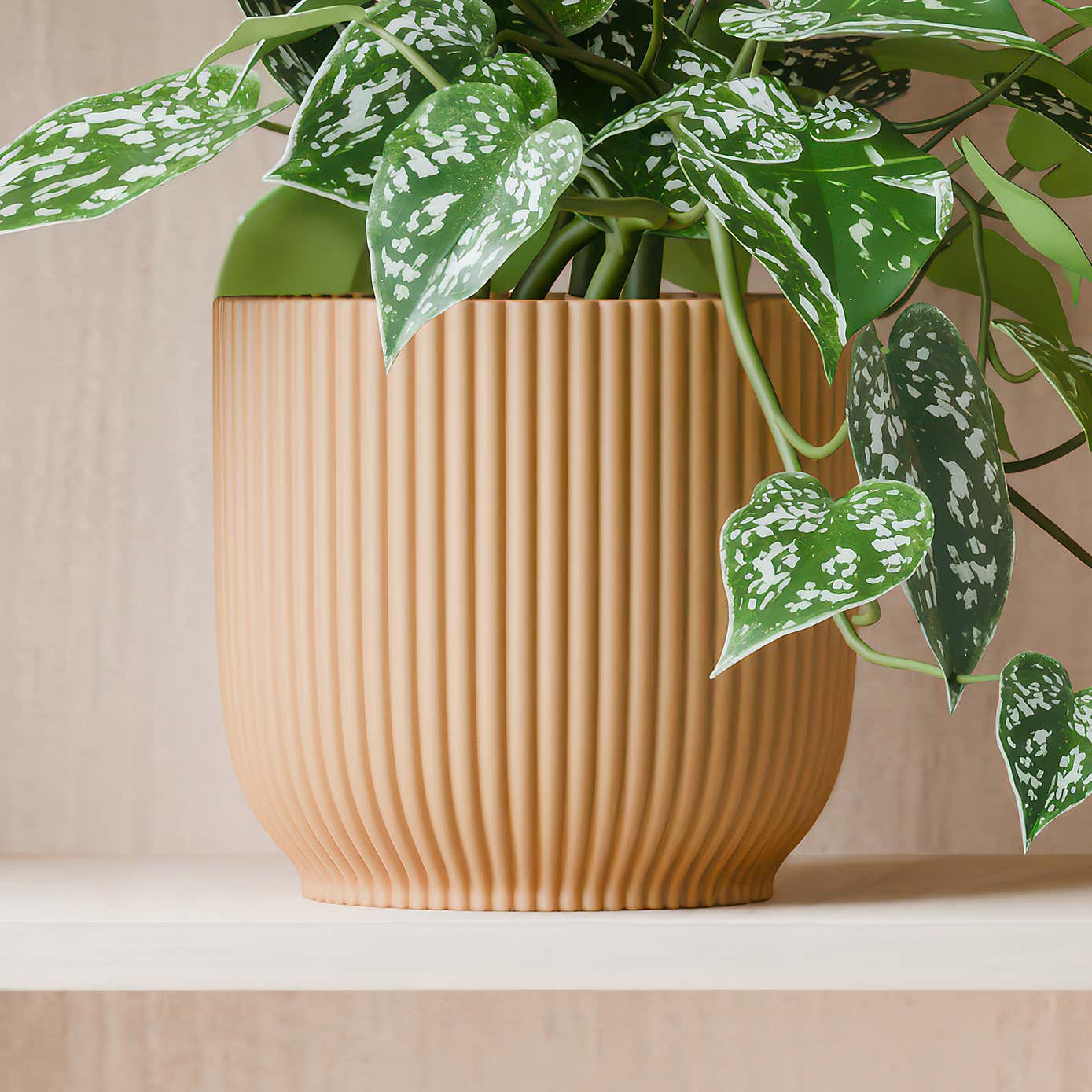 Beards & Daisies Trailing Satin Pothos House Plant in Elho Pot