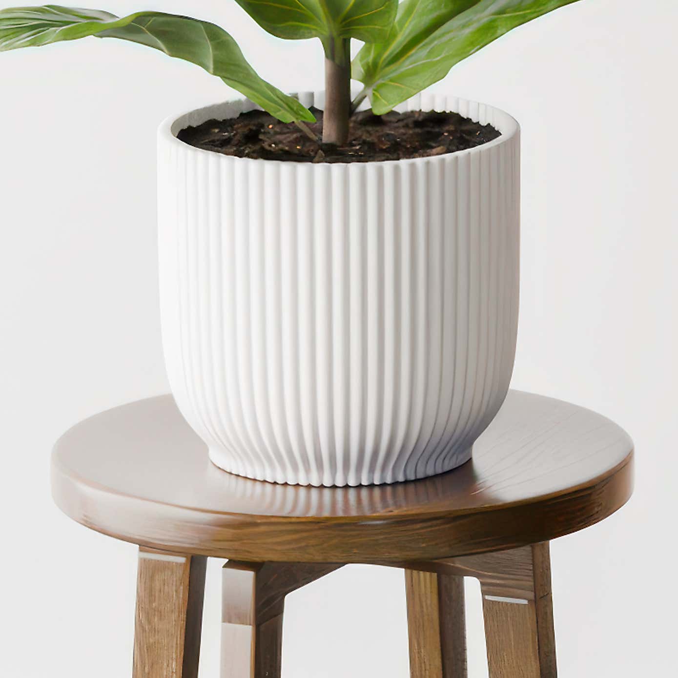 Beards & Daisies Fiddle Leaf Fig House Plant in Elho Pot