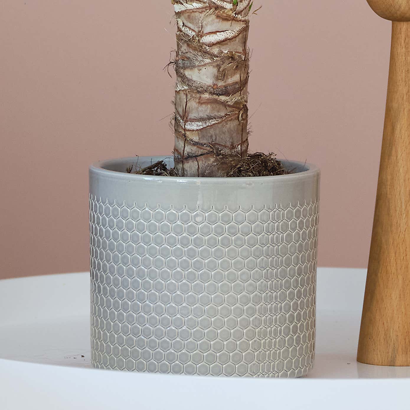 Yucca House Plant in Capri Pot