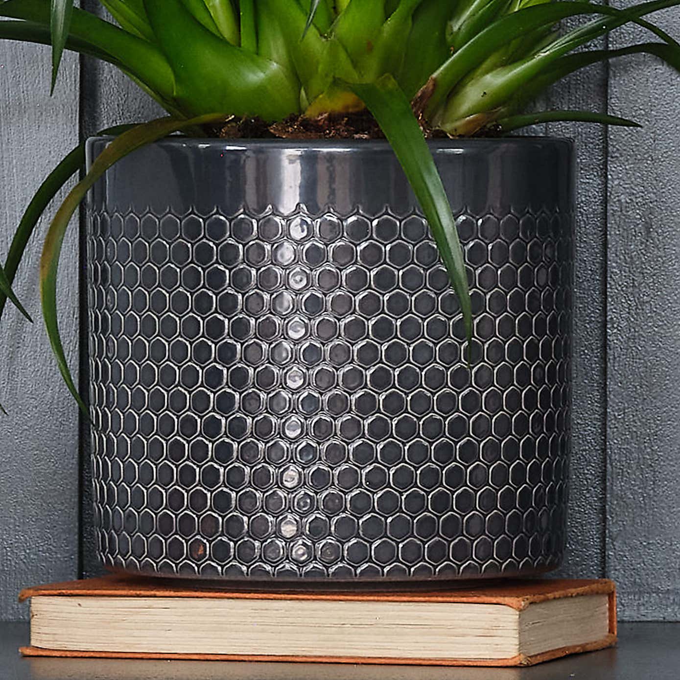 Vriesea Astrid House Plant in Capri Pot