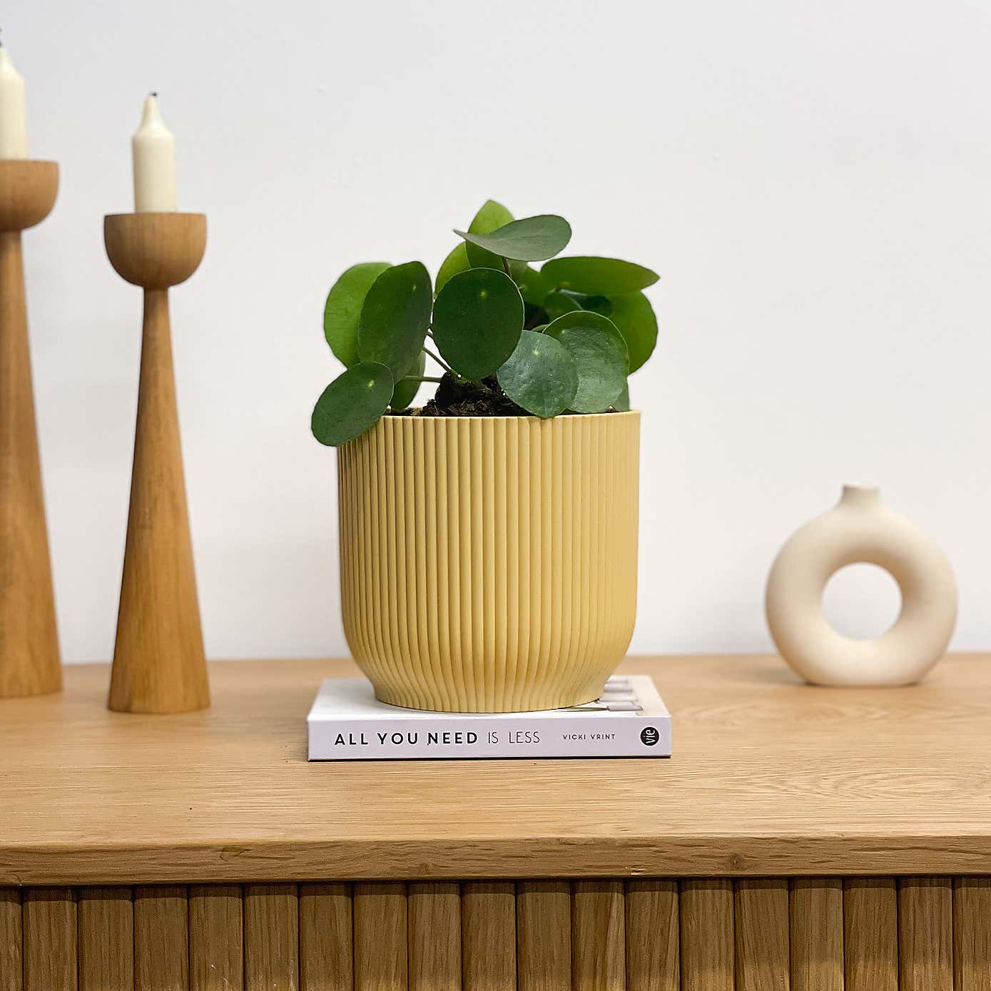 Chinese Money House Plant in Elho Pot