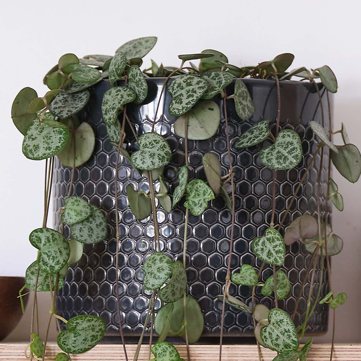 String Of Hearts House Plant in Capri Pot