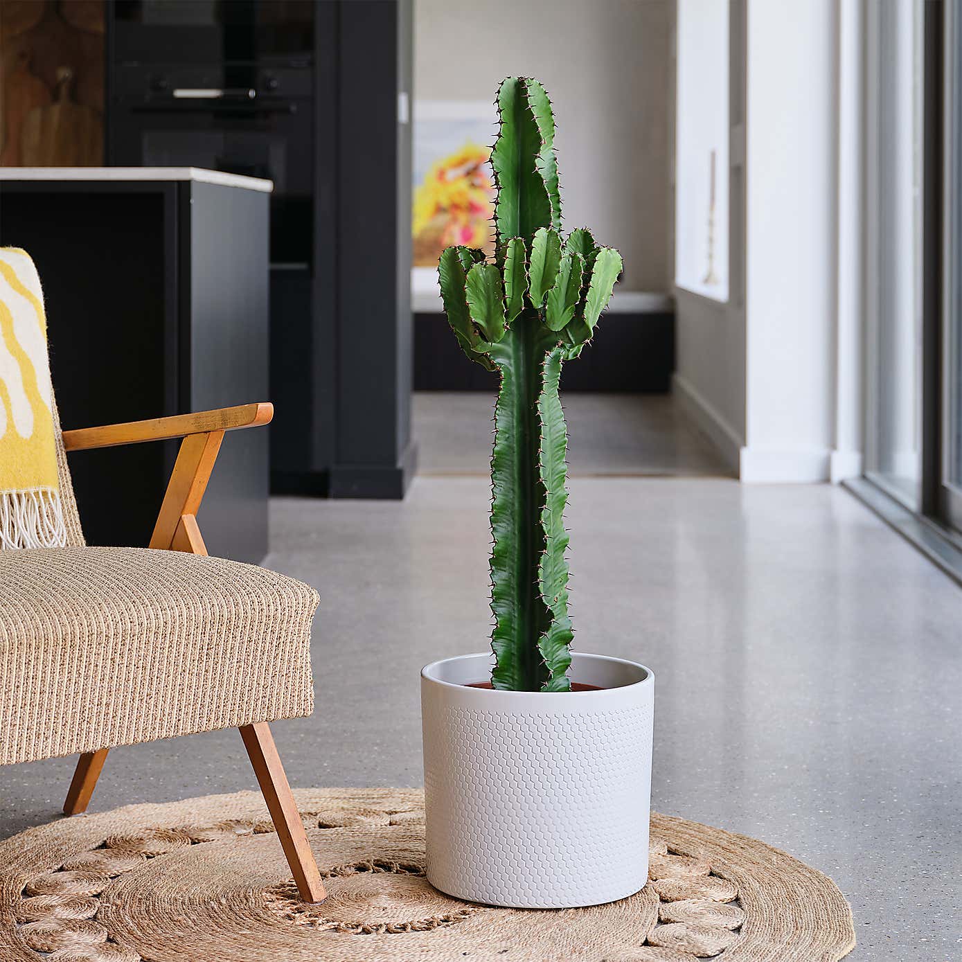 Euphorbia Trigona House Plant in Capri Pot