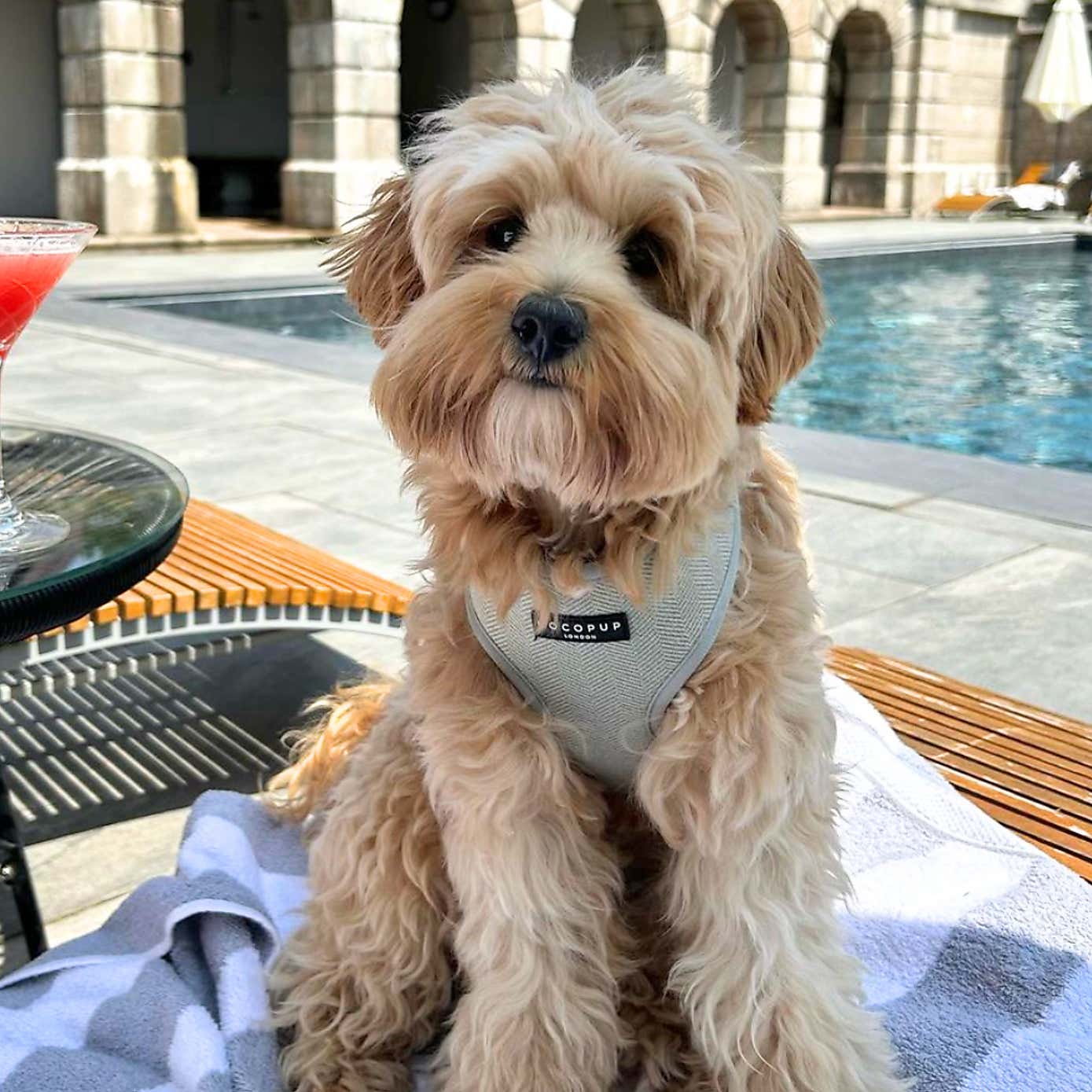 Cocopup Tweed Dog Harness