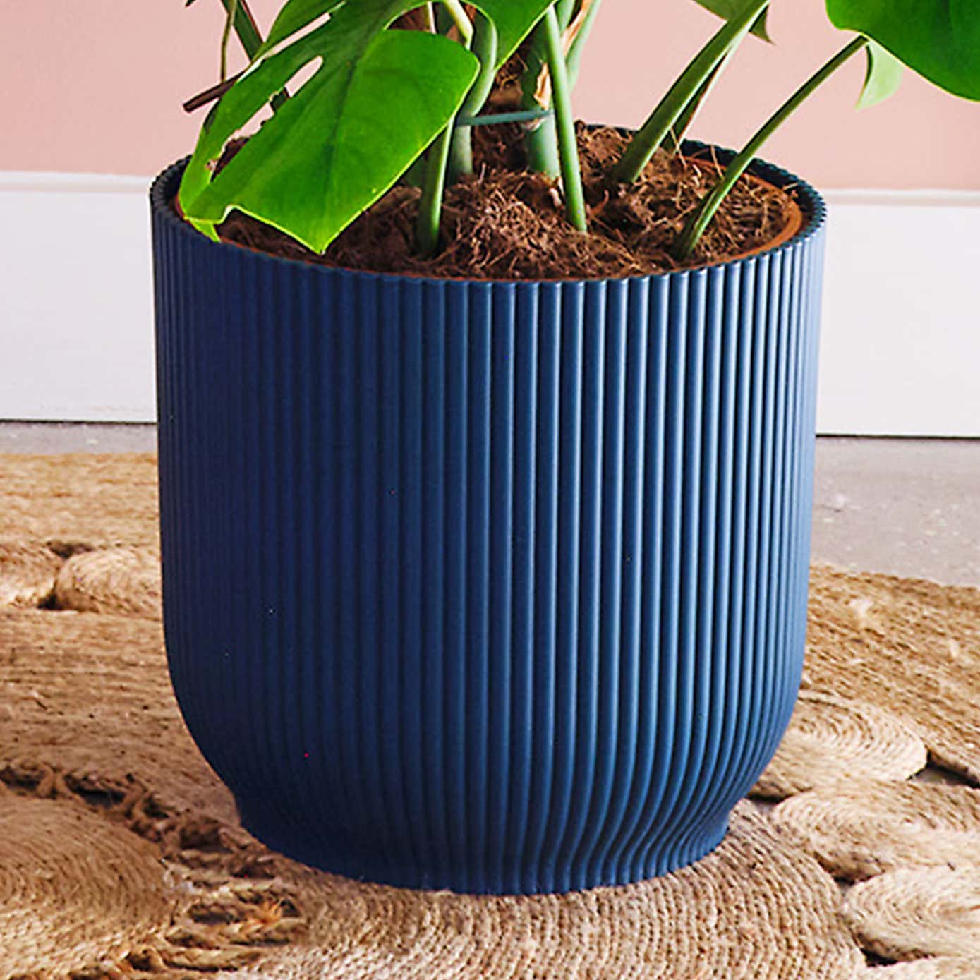 Swiss Cheese House Plant in Elho Pot