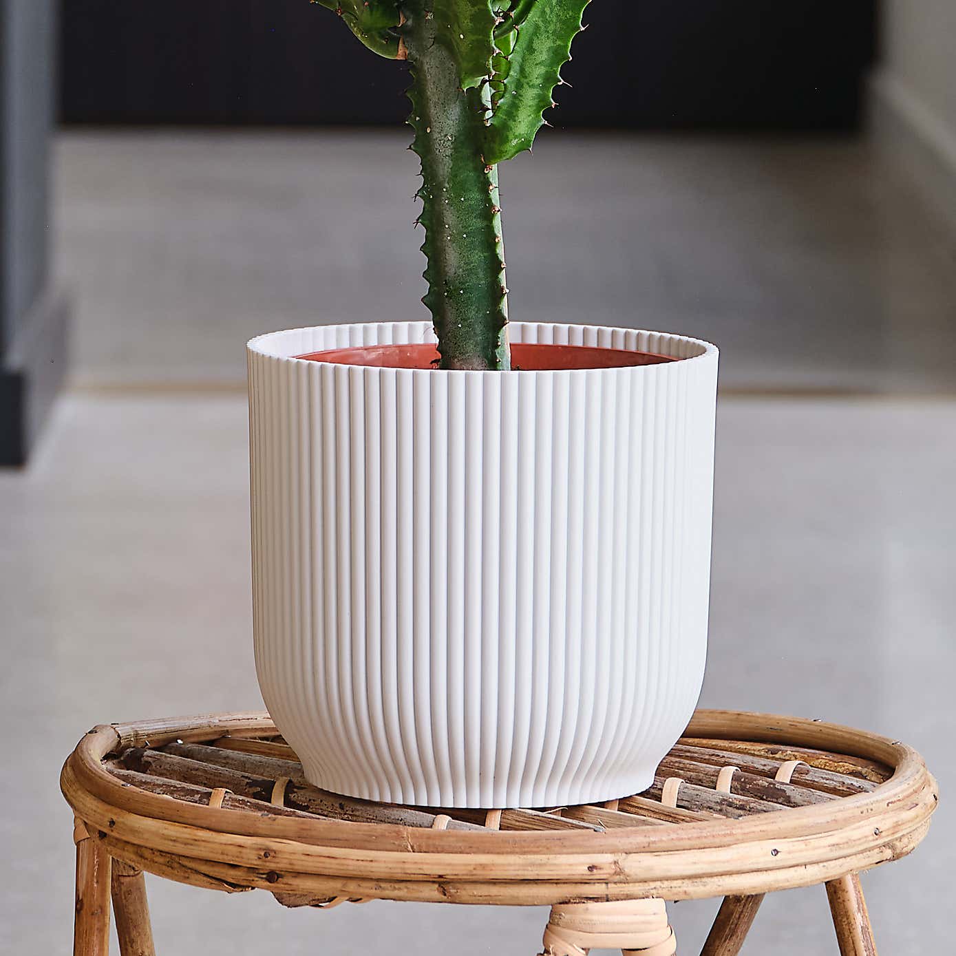 Euphorbia Trigona House Plant in Elho Pot