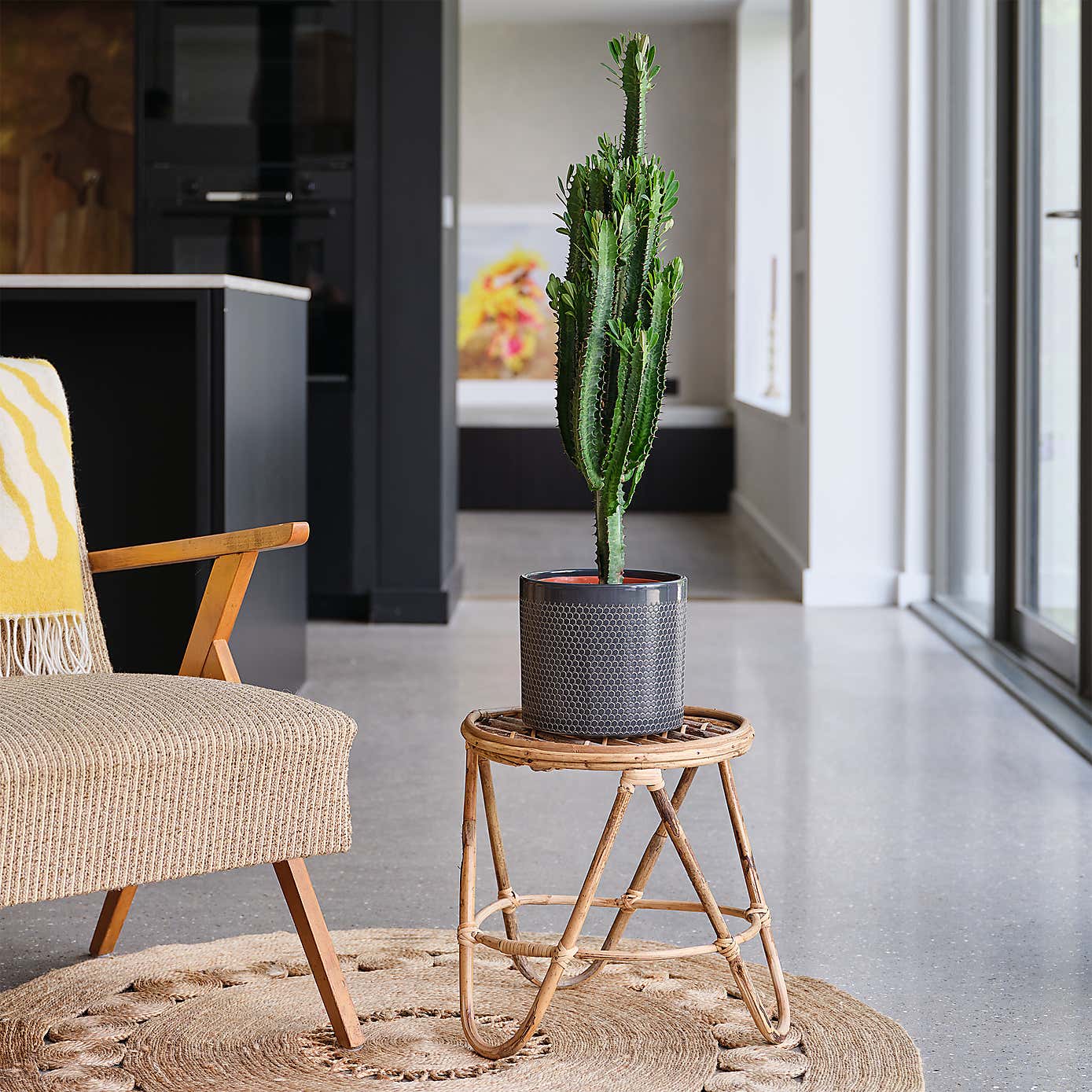 Euphorbia Trigona House Plant in Capri Pot