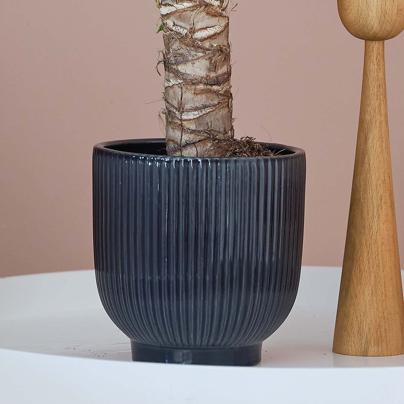Yucca House Plant in Ribbed Pot