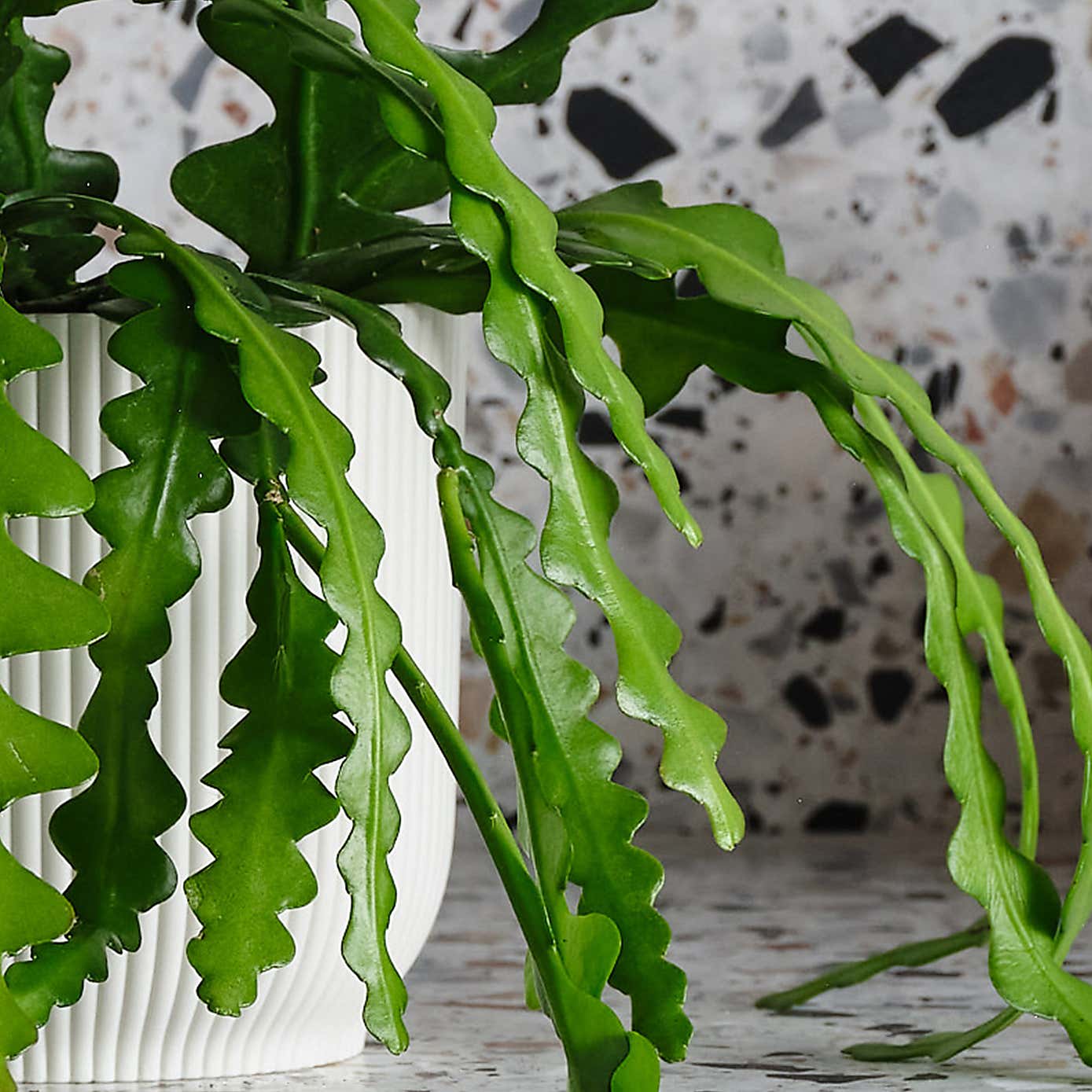 Fishbone Cactus House Plant in Capri Pot