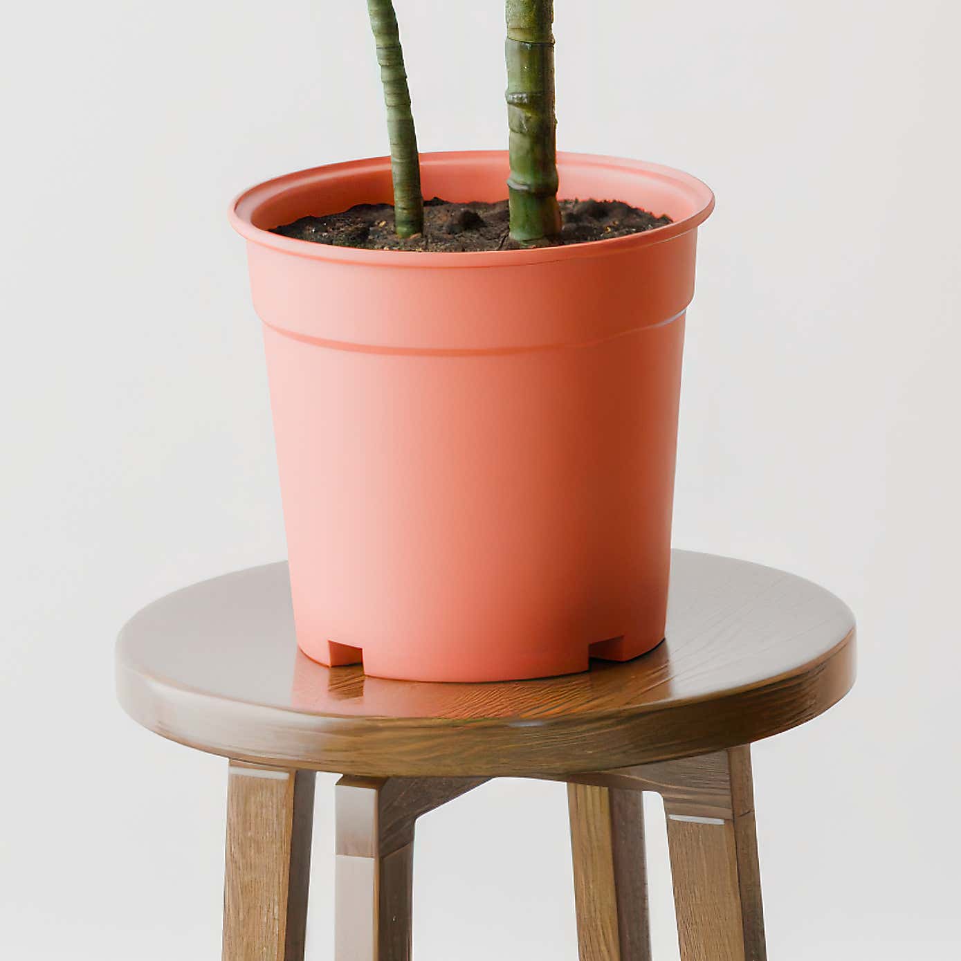 Beards & Daisies Dracaena Steudneri House Plant