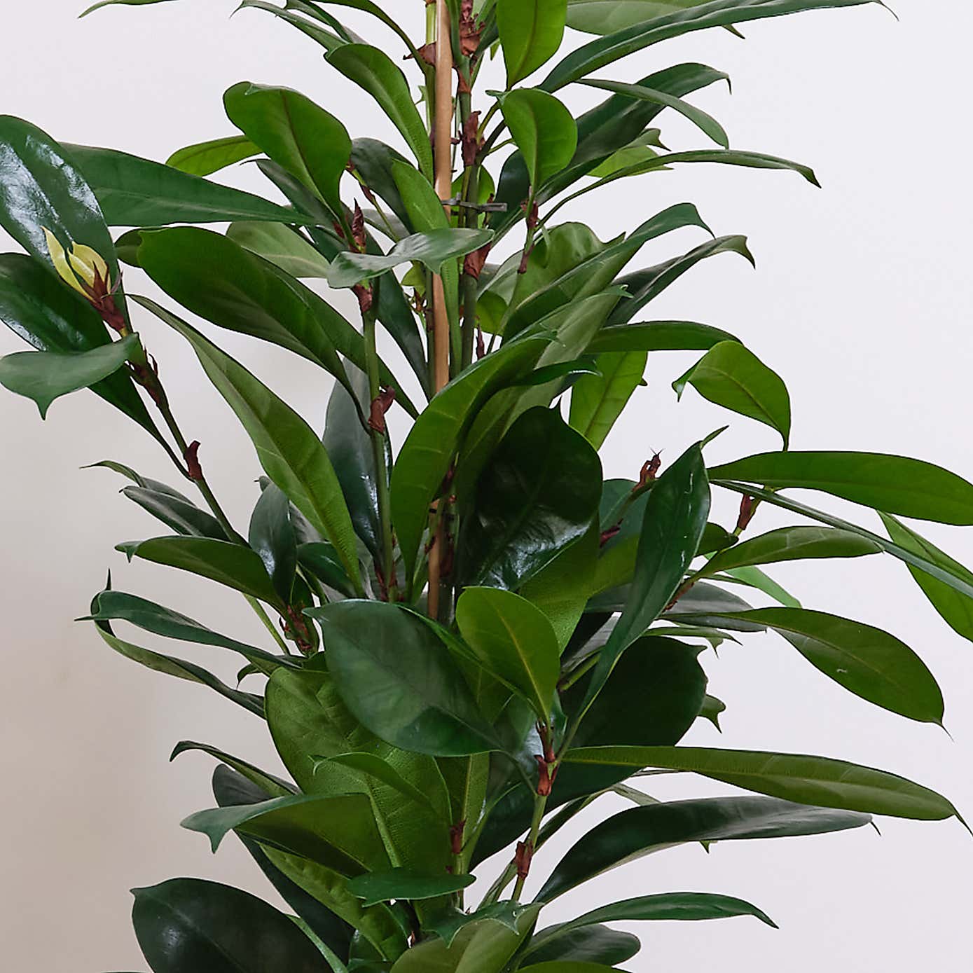 African Fig House Plant in Elho Pot