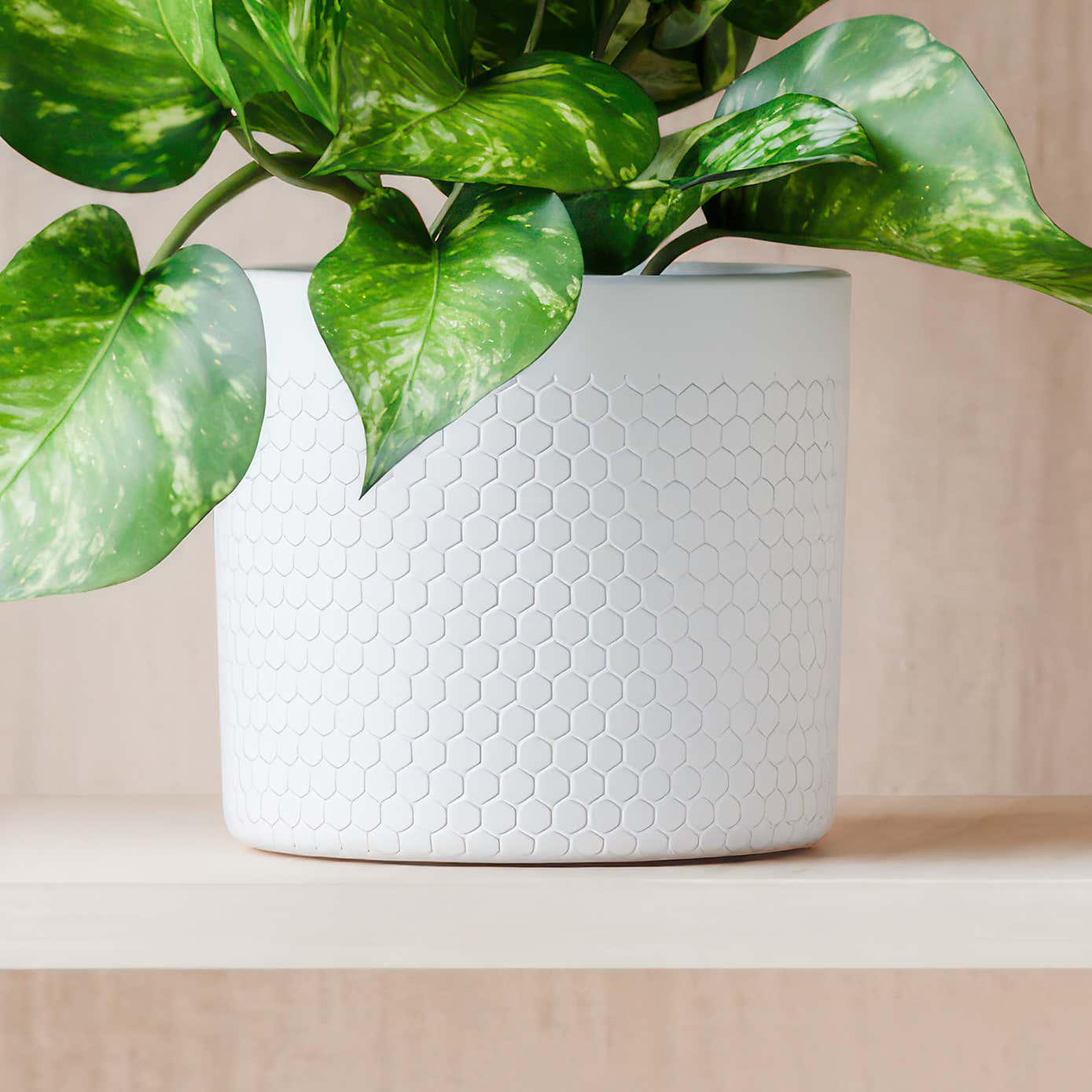 Beards & Daisies Marble Queen Pothos House Plant in Capri Pot