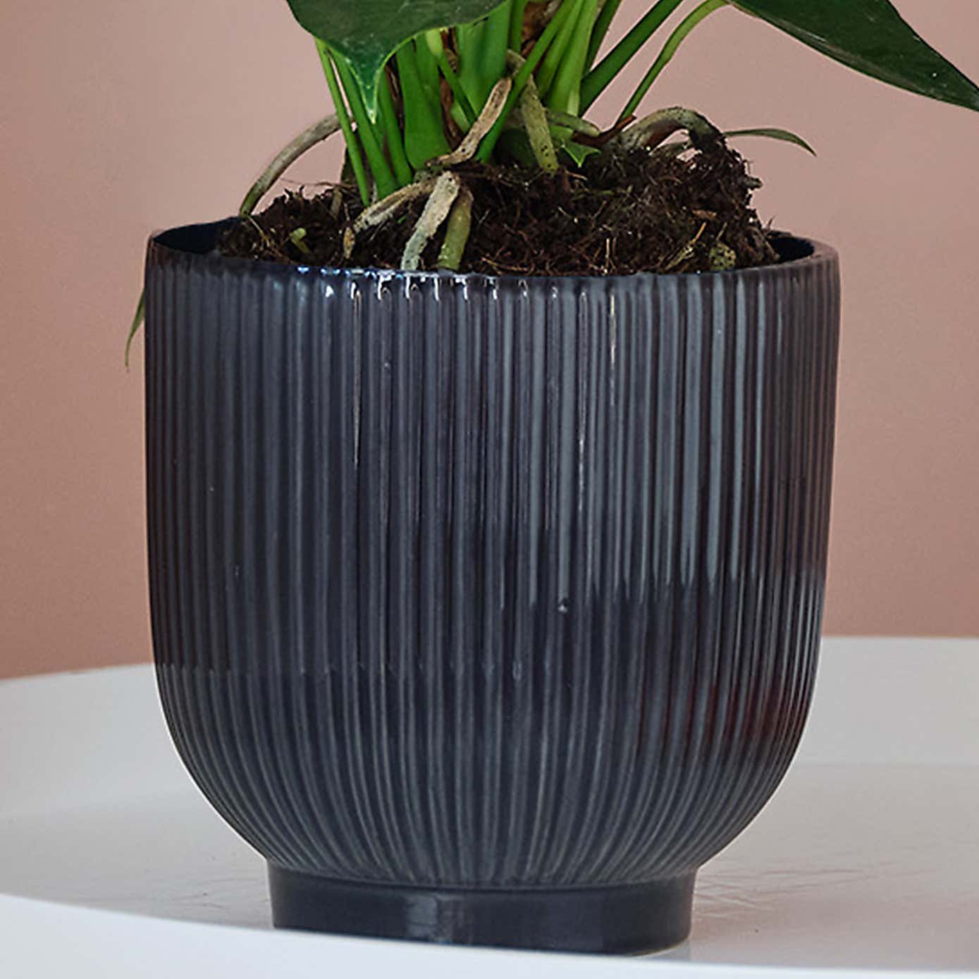 Peach Anthurium House Plant in Ribbed Pot