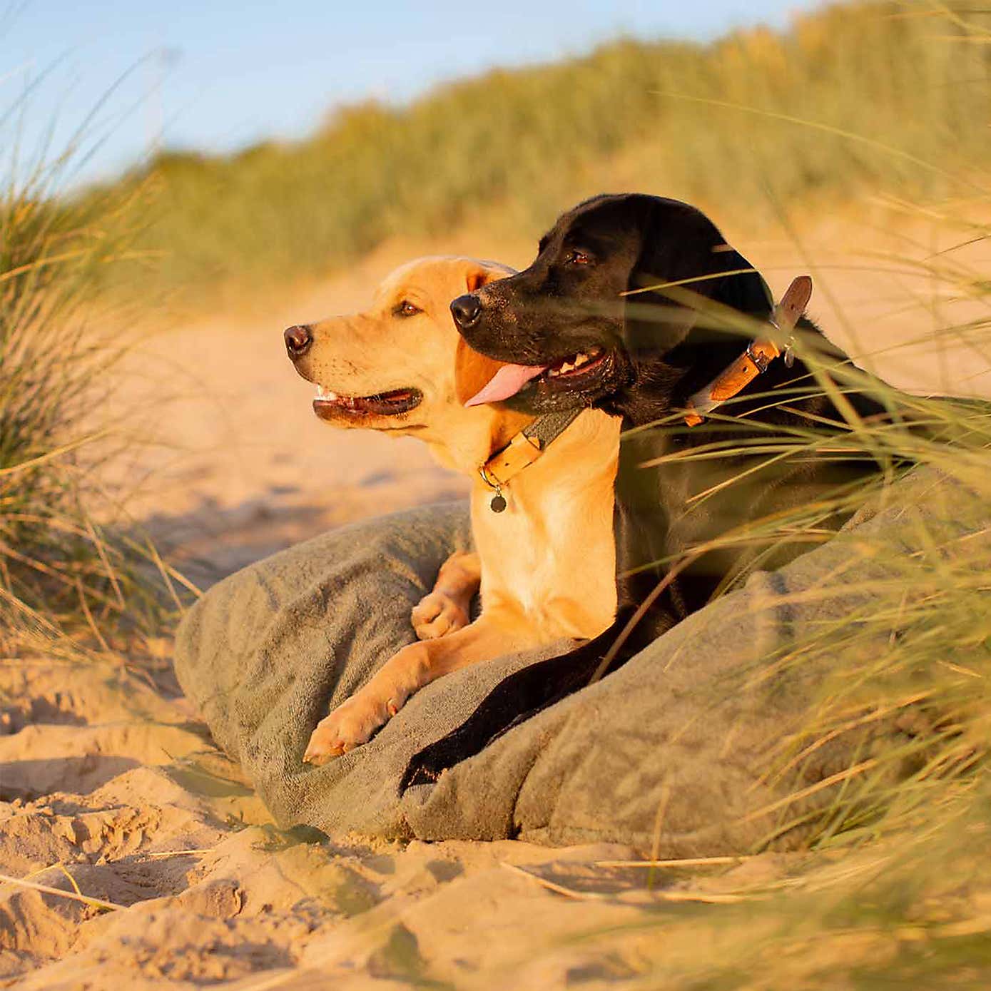 Lords and Labradors Bamboo Dog Drying Cushion Cover