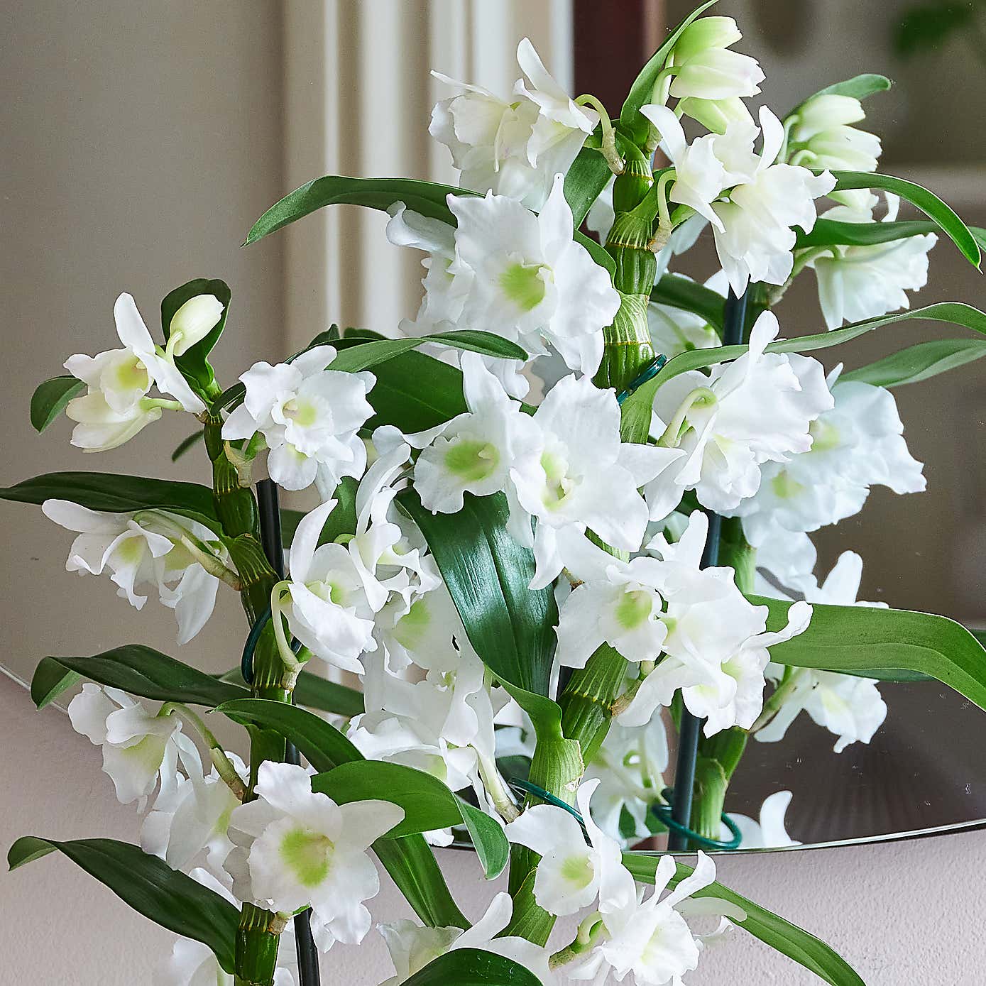 Beards & Daisies Dendrobium Bamboo Orchid House Plant in Capri Pot