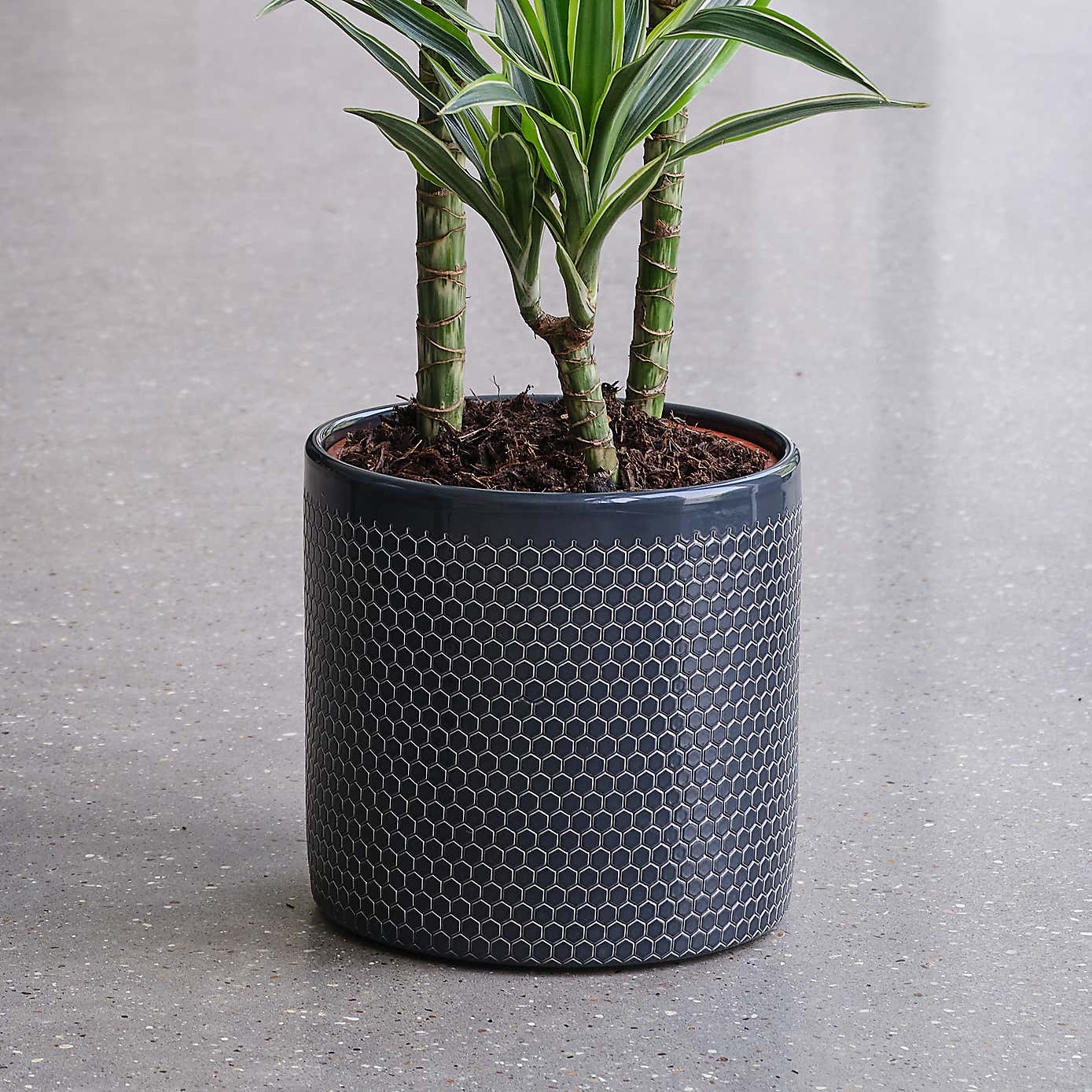 Dracaena Lemon & Lime House Plant in Capri Pot