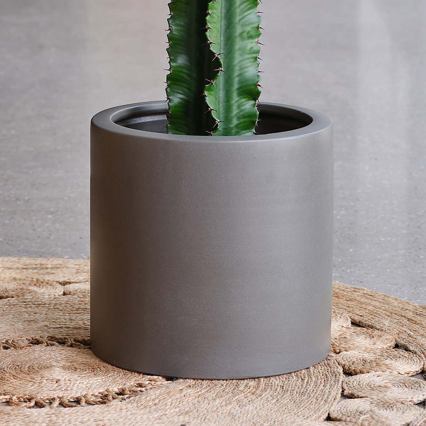 Euphorbia Trigona House Plant in Earthenware Pot