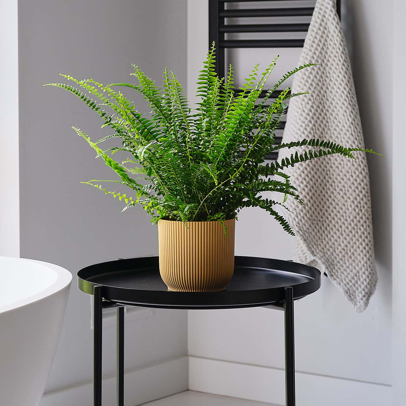 Boston Fern House Plant in Elho Pot