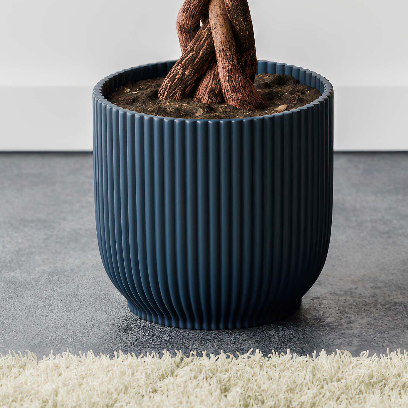 Money Tree House Plant in Elho Pot