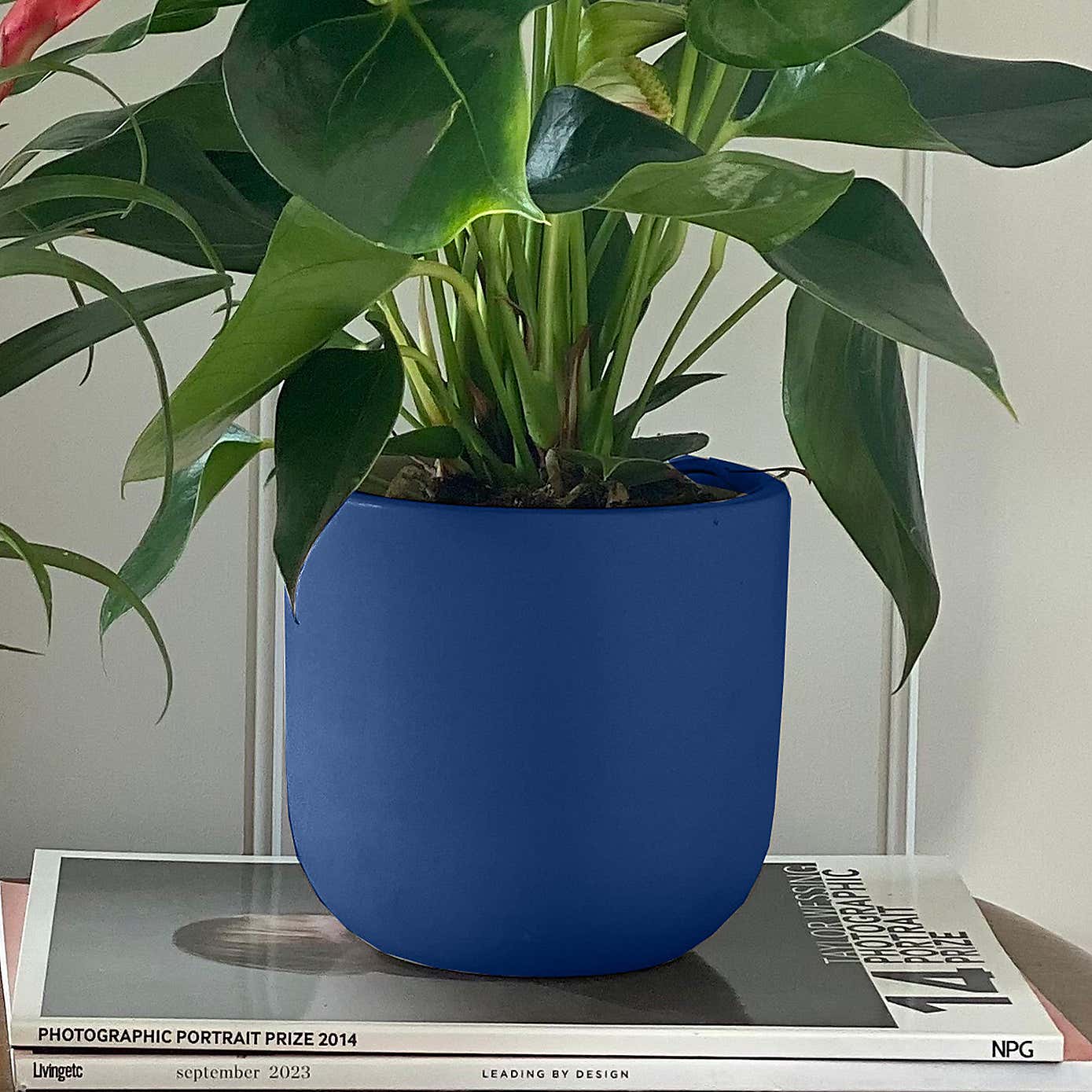 Flowering Potted House Plant Bundle