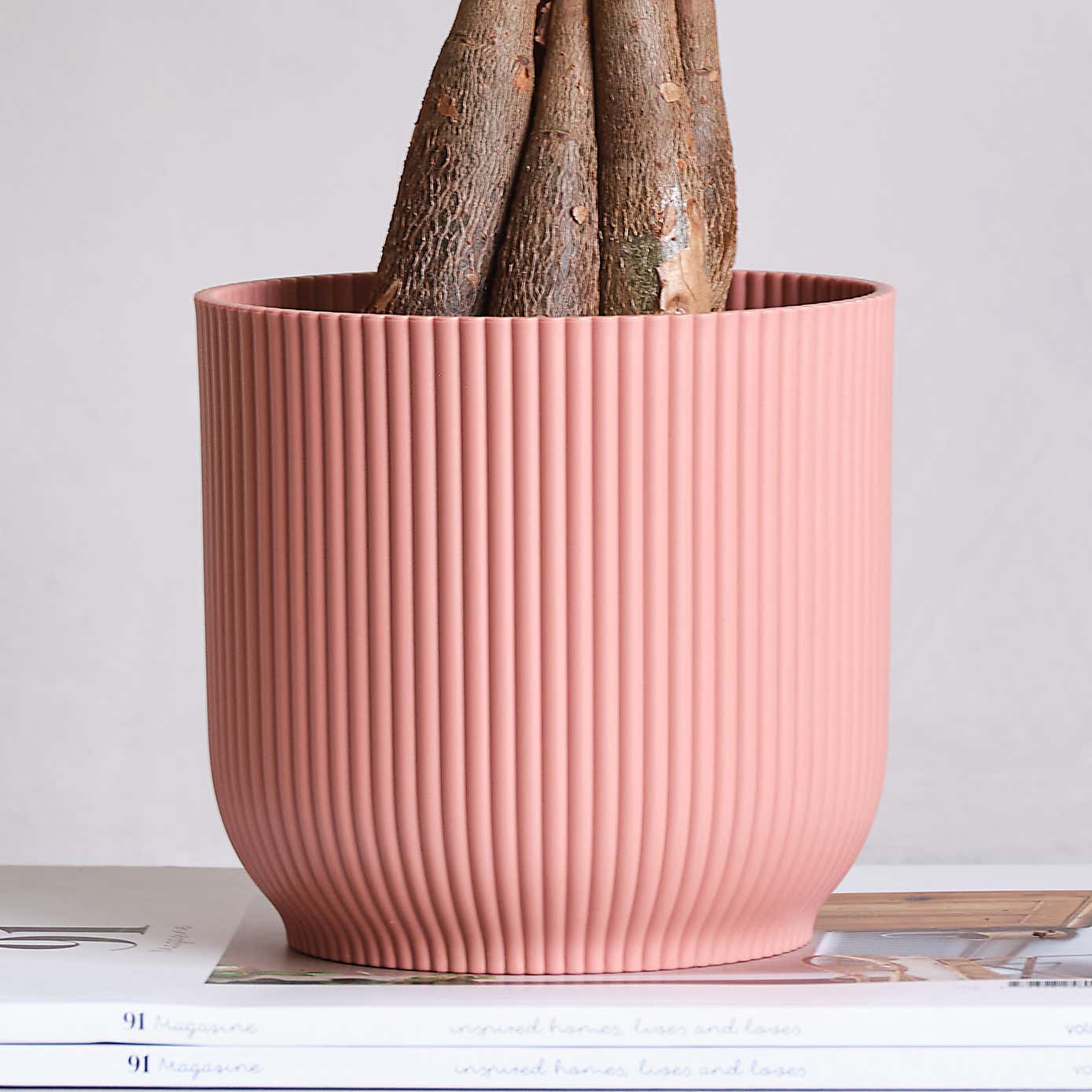 Money Tree House Plant in Elho Pot