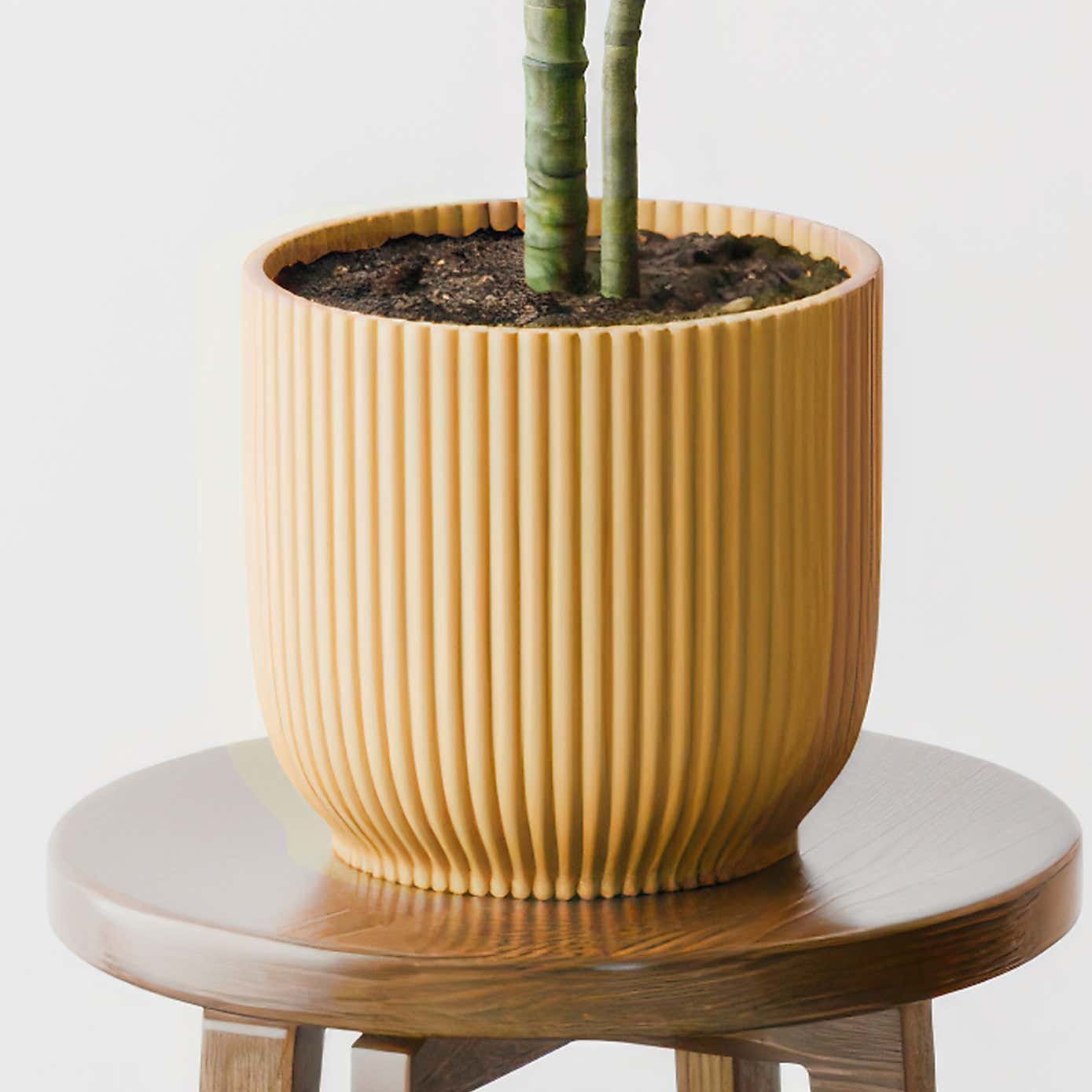 Beards & Daisies Dracaena Warneckei House Plant in Elho Pot