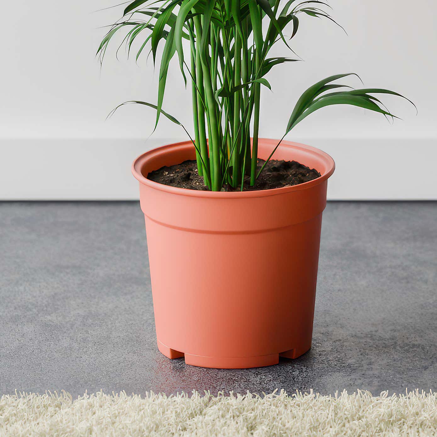 Kentia Palm House Plant