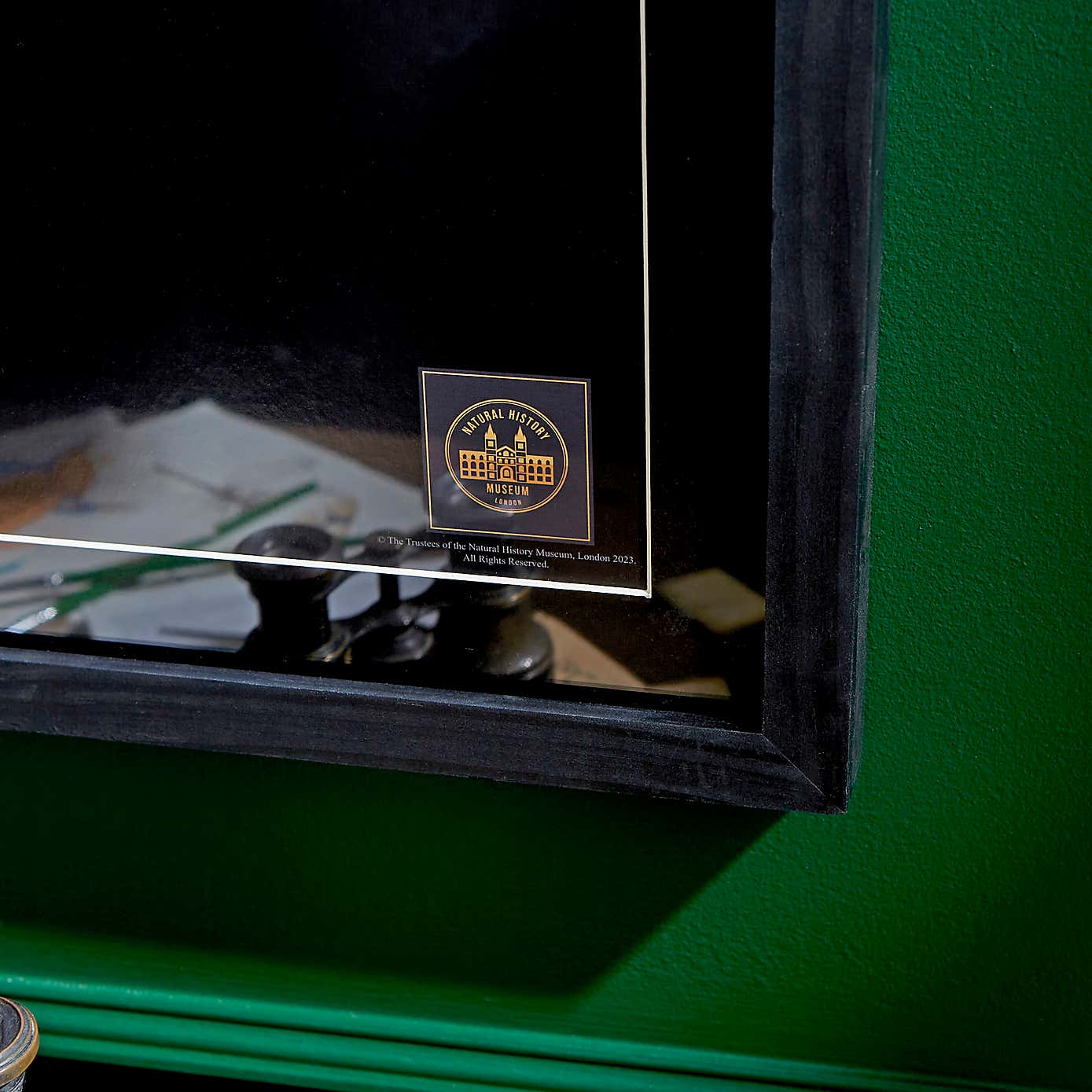 Bird of Paradise Framed Print